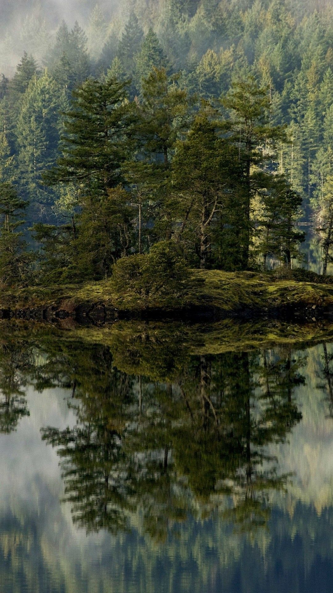 Foresta di sequoie vista dal basso, 744x1392 Full HD Verticale, iPhone Pro Max