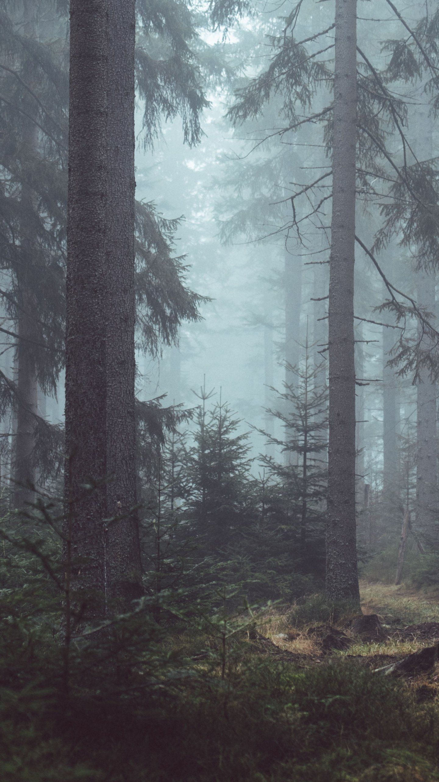 Foresta nebbiosa con abeti, 1440x2560 Full HD Verticale, iPhone