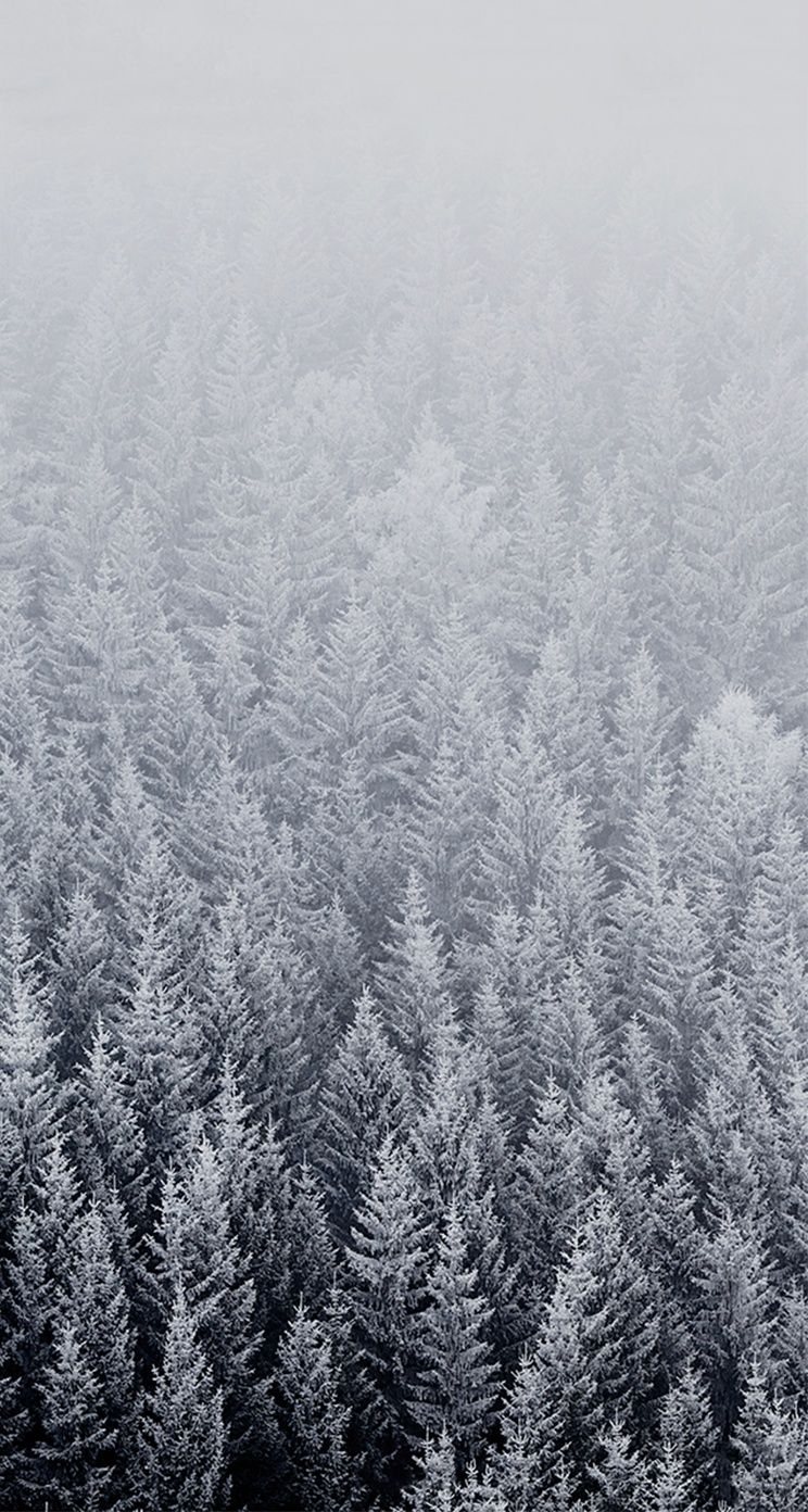 Foresta innevata nebbiosa, 744x1392 Verticale, iPhone Pro Max