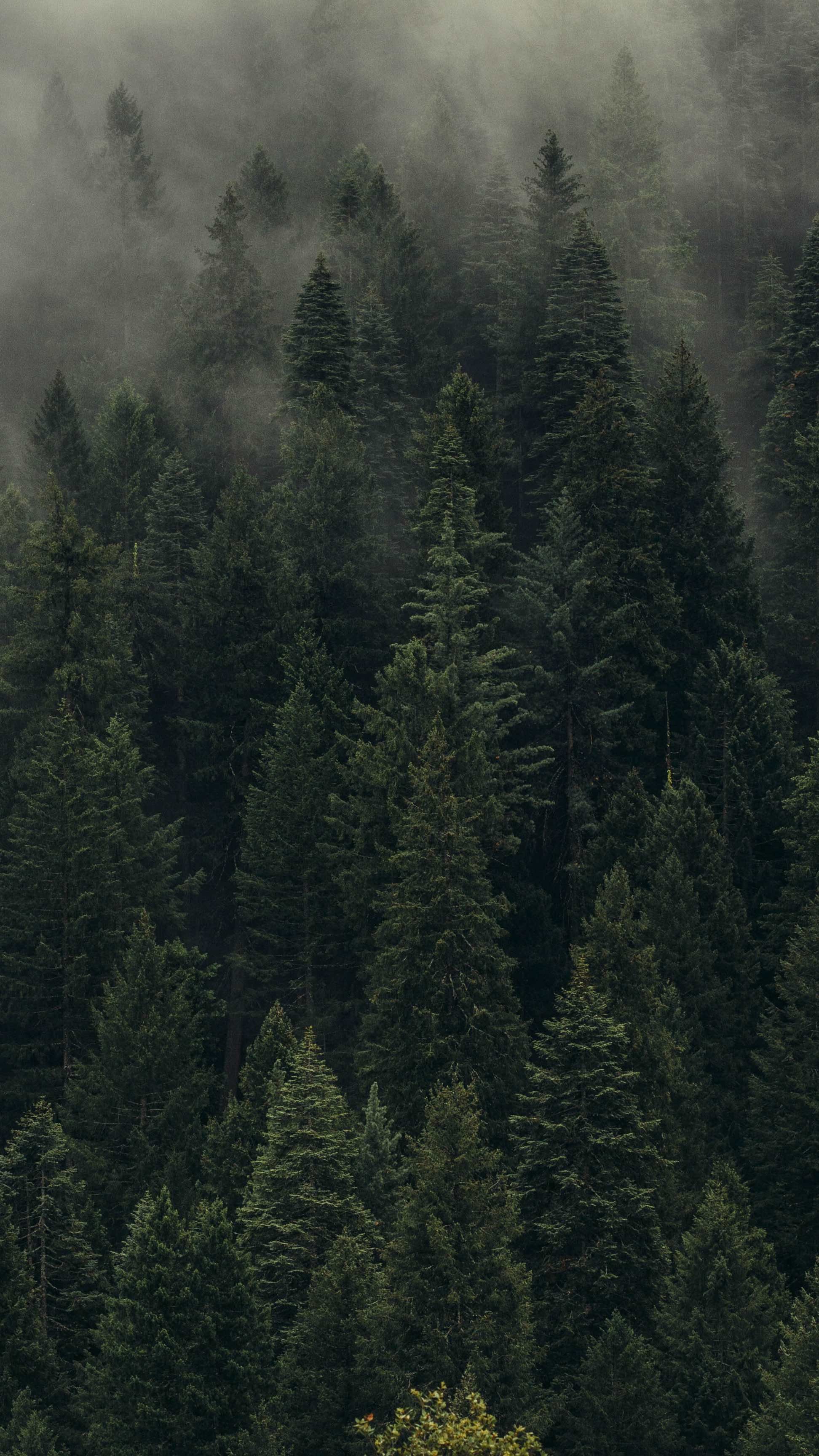 Foresta di conifere nella nebbia, 1944x3456 Verticale, iPhone Pro Max