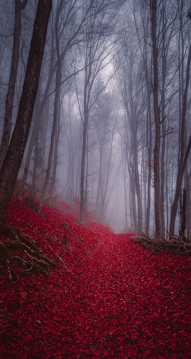 Foresta scura nebbiosa notturna, 1440x2880 Full HD Verticale, iPhone