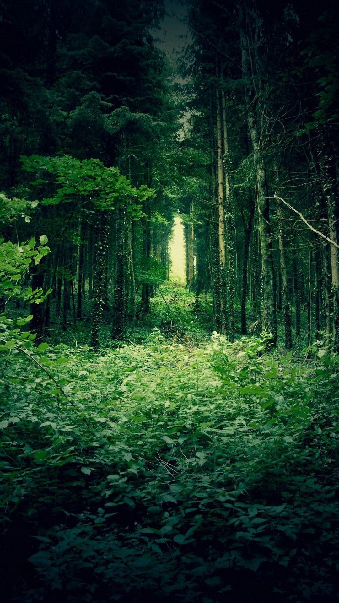 Foresta scura di notte, 1125x2436 Full HD Verticale, iPhone Plus