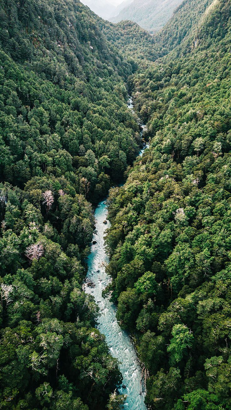 Foresta scura con sentiero, 1080x1920 Full HD Verticale, iPhone Pro Max