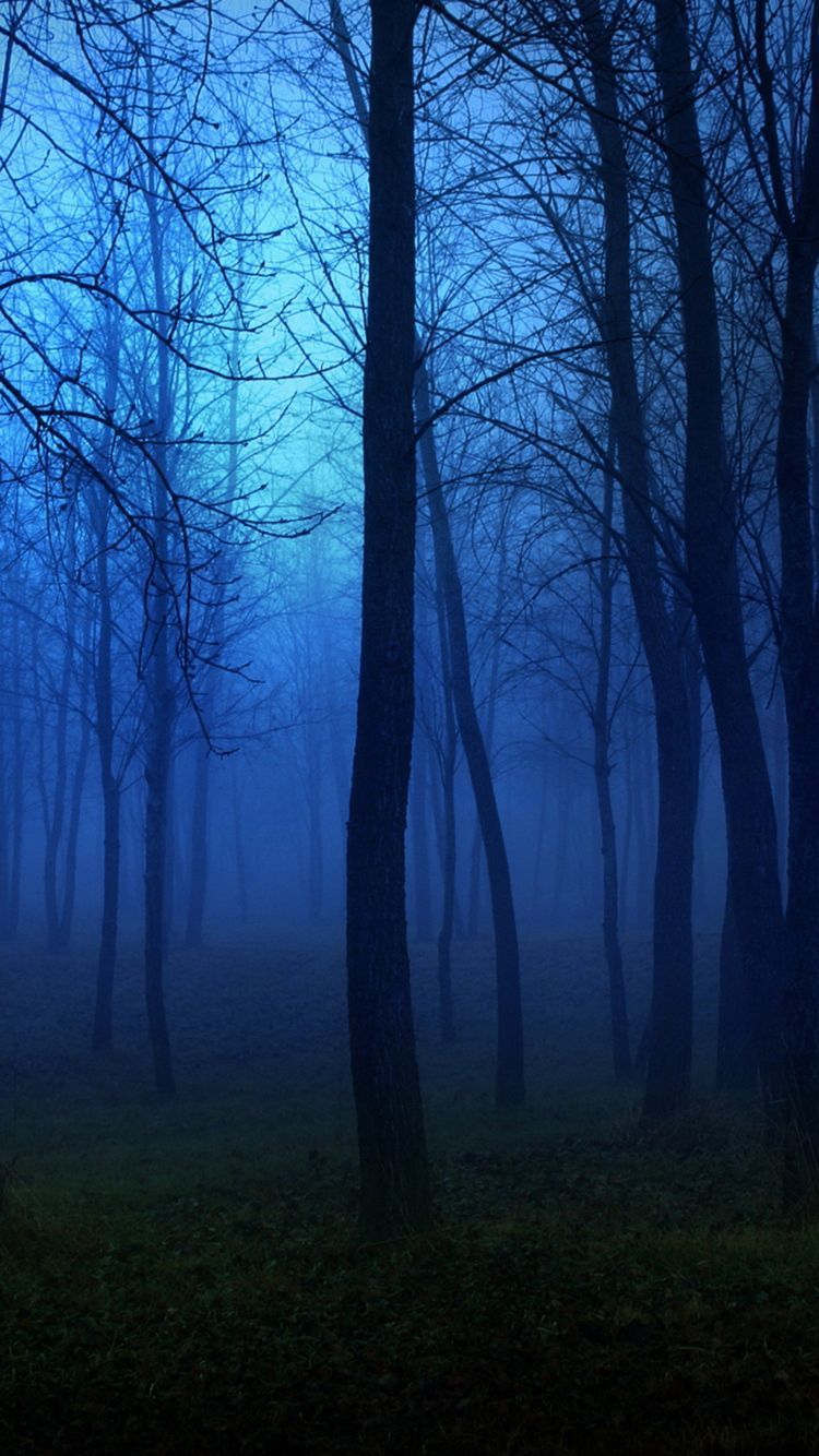 Foresta nebbiosa notturna blu, 750x1334 Full HD Verticale, iPhone Pro