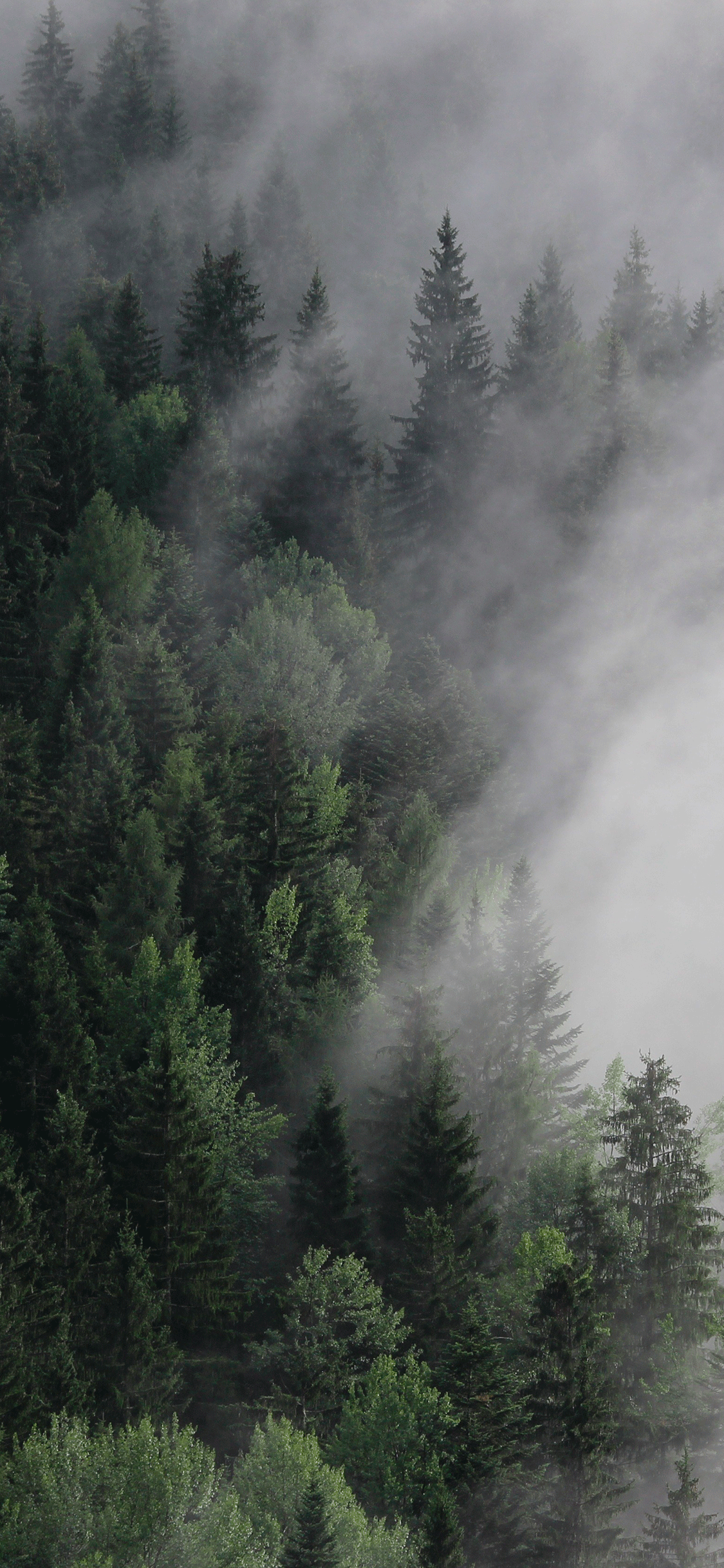 Foresta di conifere nella nebbia, 1125x2436 Full HD Verticale, iPhone Pro
