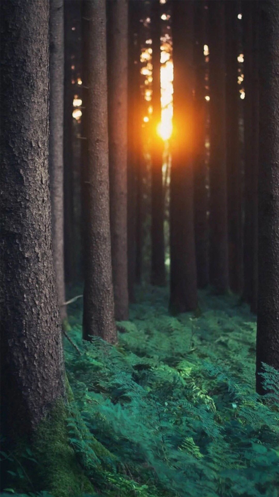 Foresta con tramonto tra alberi, 1080x1920 Full HD Verticale, iPhone Plus