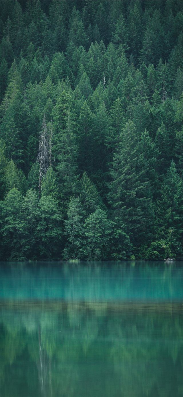 Riflesso foresta su lago Diablo, 640x1385 Verticale, iPhone Plus