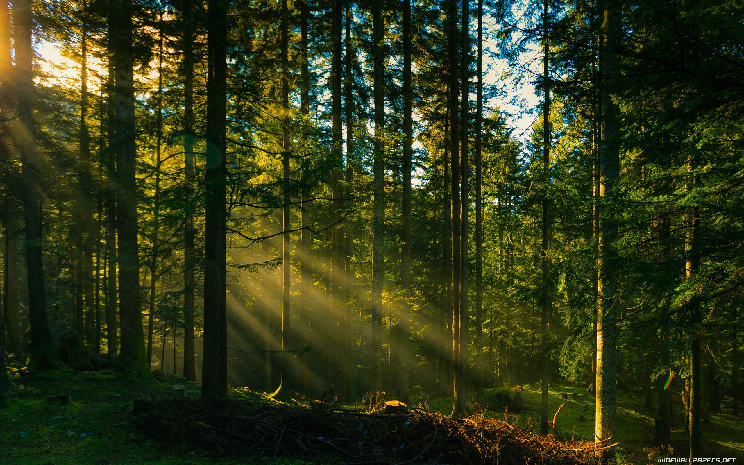 raggi di sole tra alberi, 2560x1600 2K+, PC