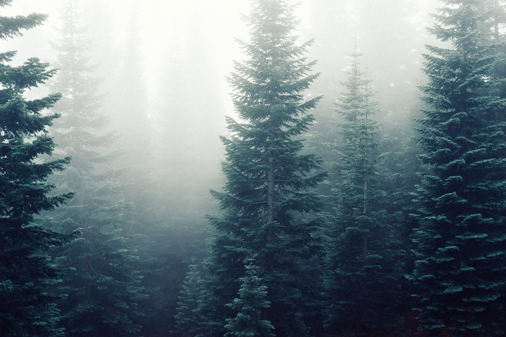 abeti nella nebbia, 1920x1280 WUXGA, iMac