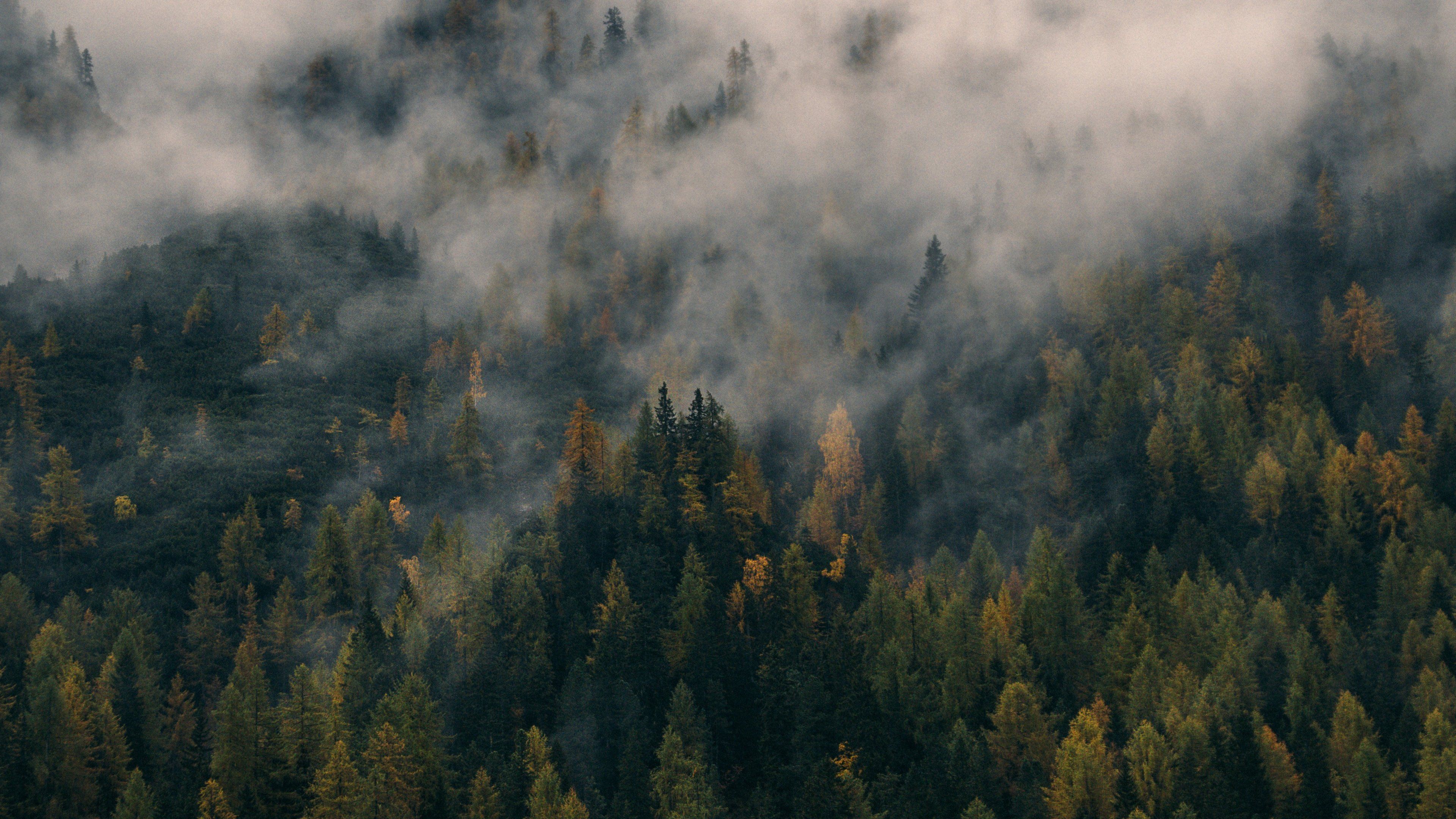 colle boscoso nebbia, 3840x2160 UHD, PC 4K