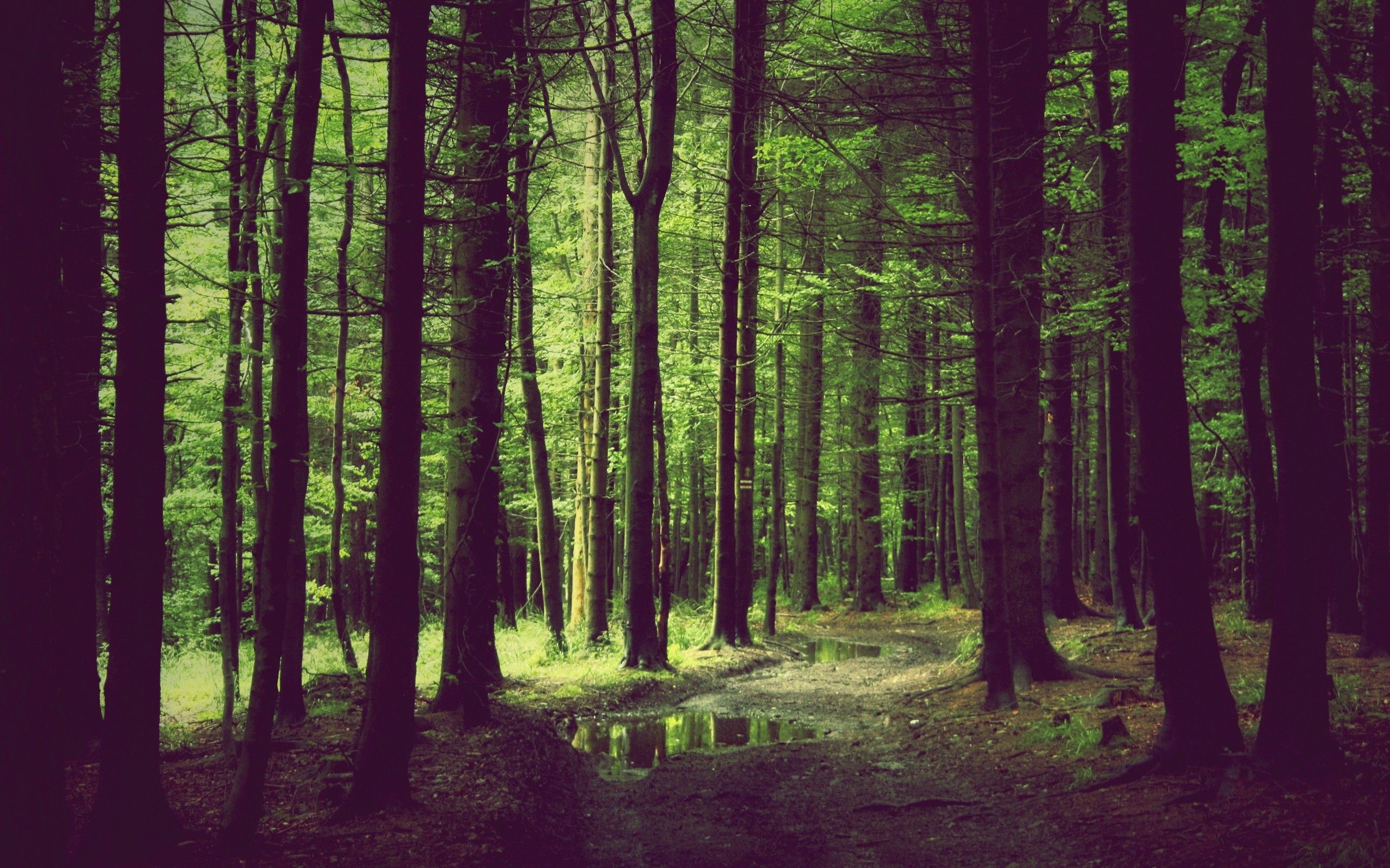 foresta verde scura, 2560x1600 2K, Desktop