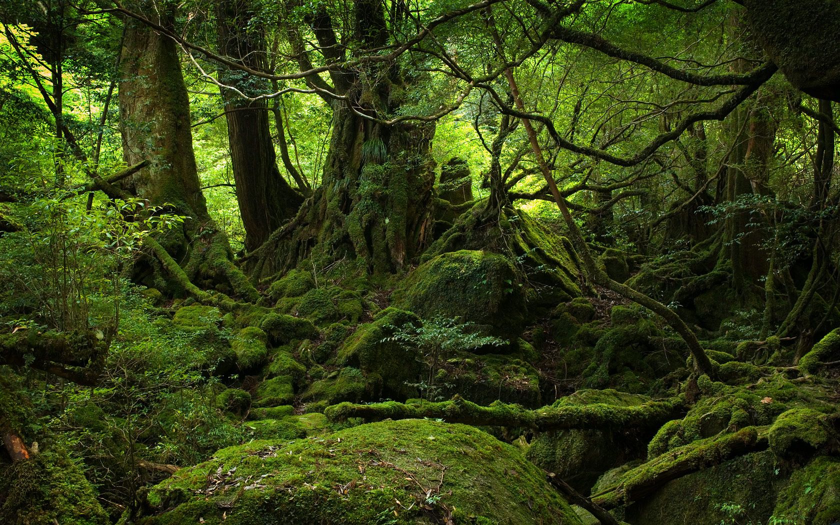 foresta muschiosa Yakushima, 1680x1050 900p, Laptop