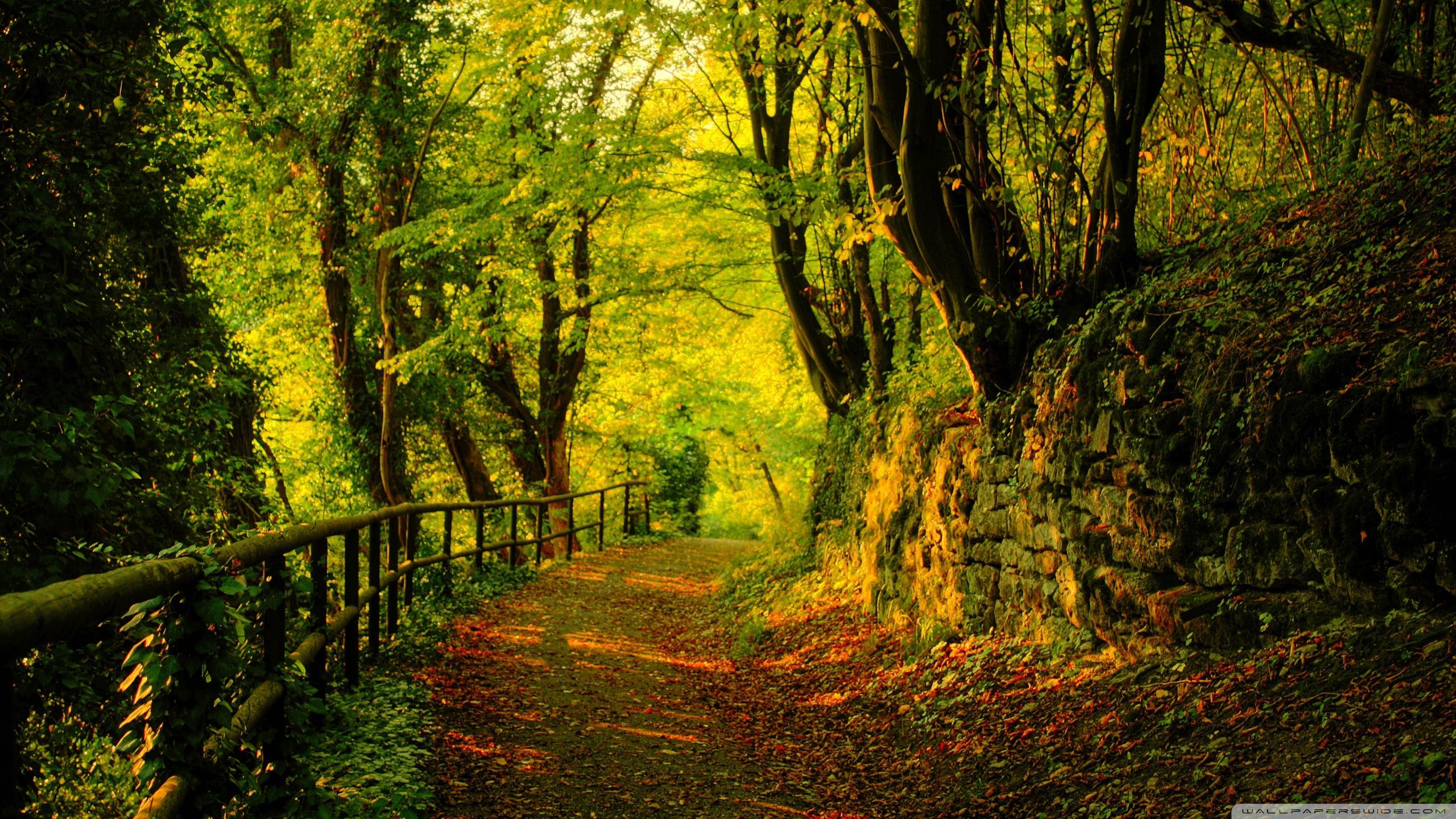 sentiero bosco autunnale, 2560x1440 QHD, Laptop