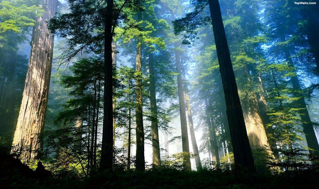 sequoie raggi di luce, 1280x760 720p, PC