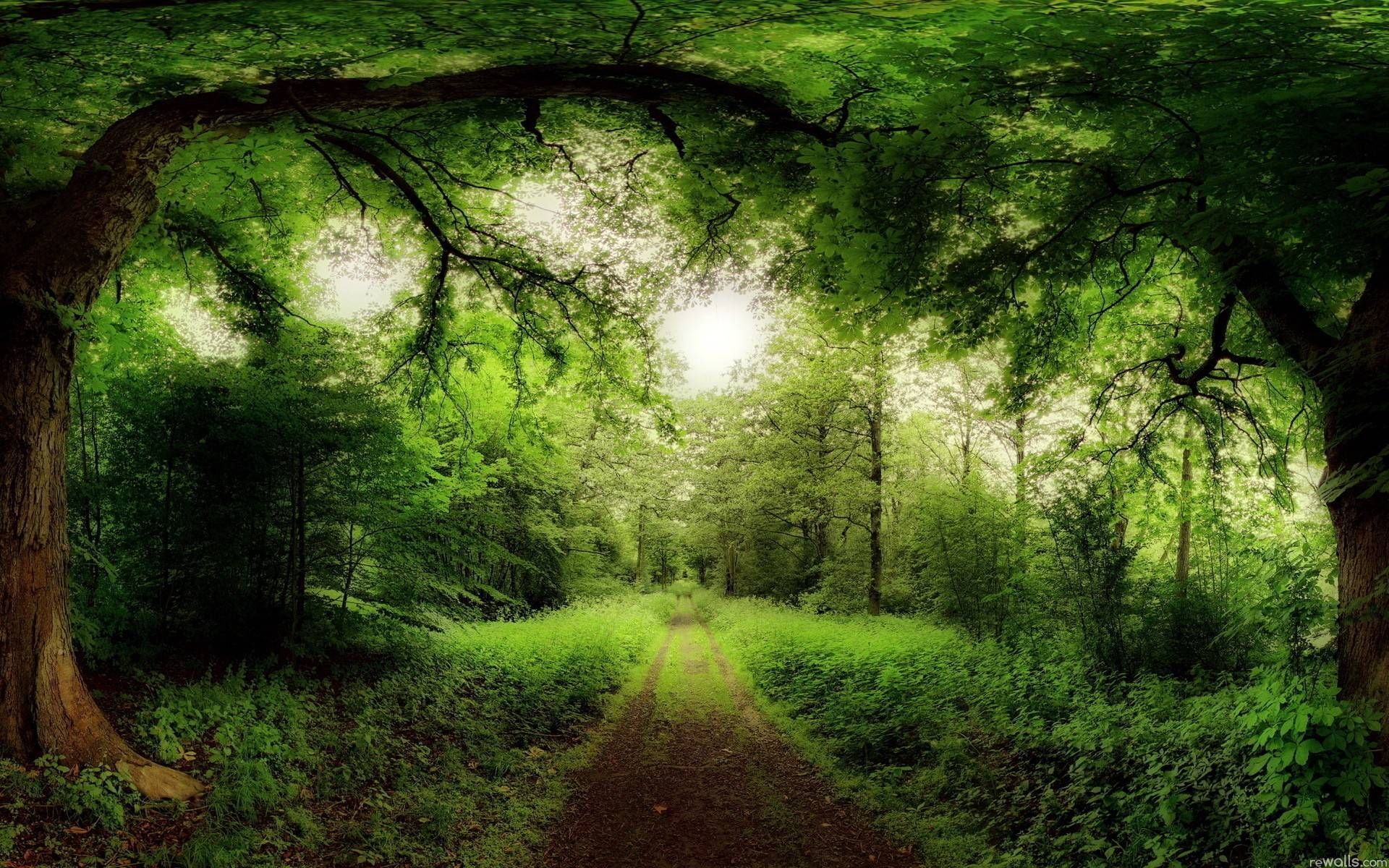 sentiero verde arco fogliame, 1920x1200 Full HD+, Desktop