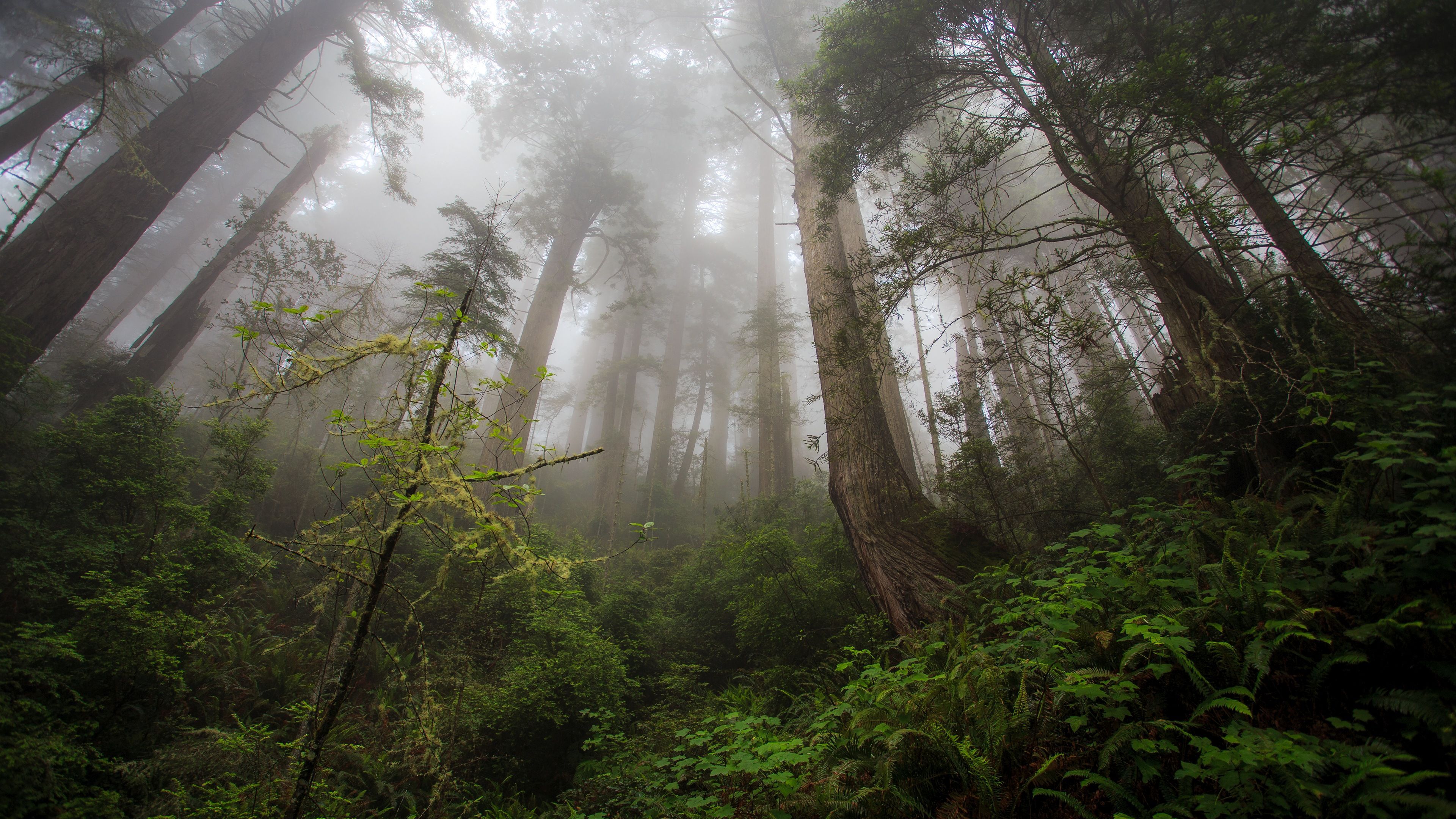 foresta nebbiosa verde lussureggiante, 3840x2160 4K Ultra HD, Monitor 4K