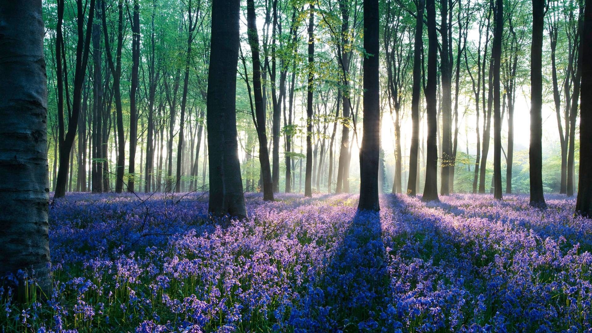 bosco fiori campanule alba, 1920x1080 Full HD 1080p, Laptop
