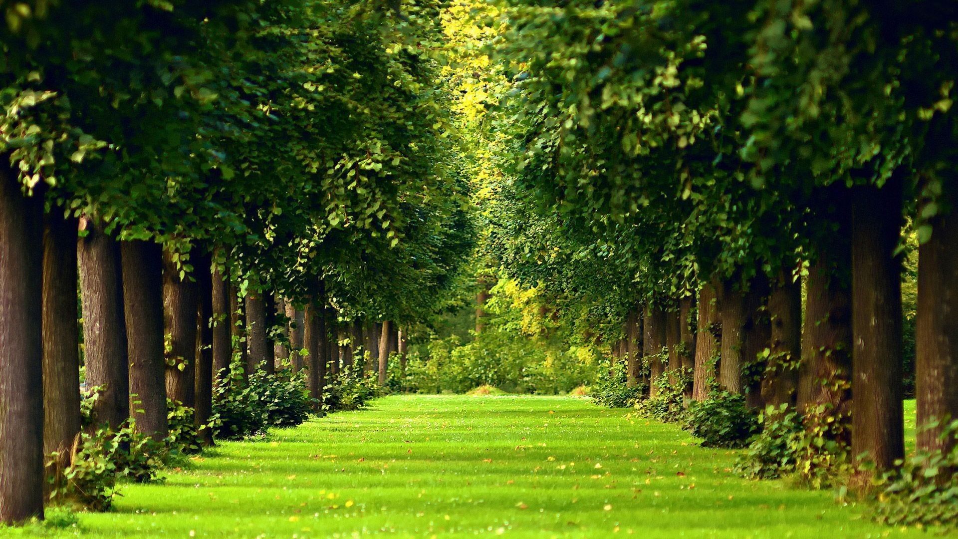 viale alberato prato verde, 1920x1080 Full HD 1080p, PC
