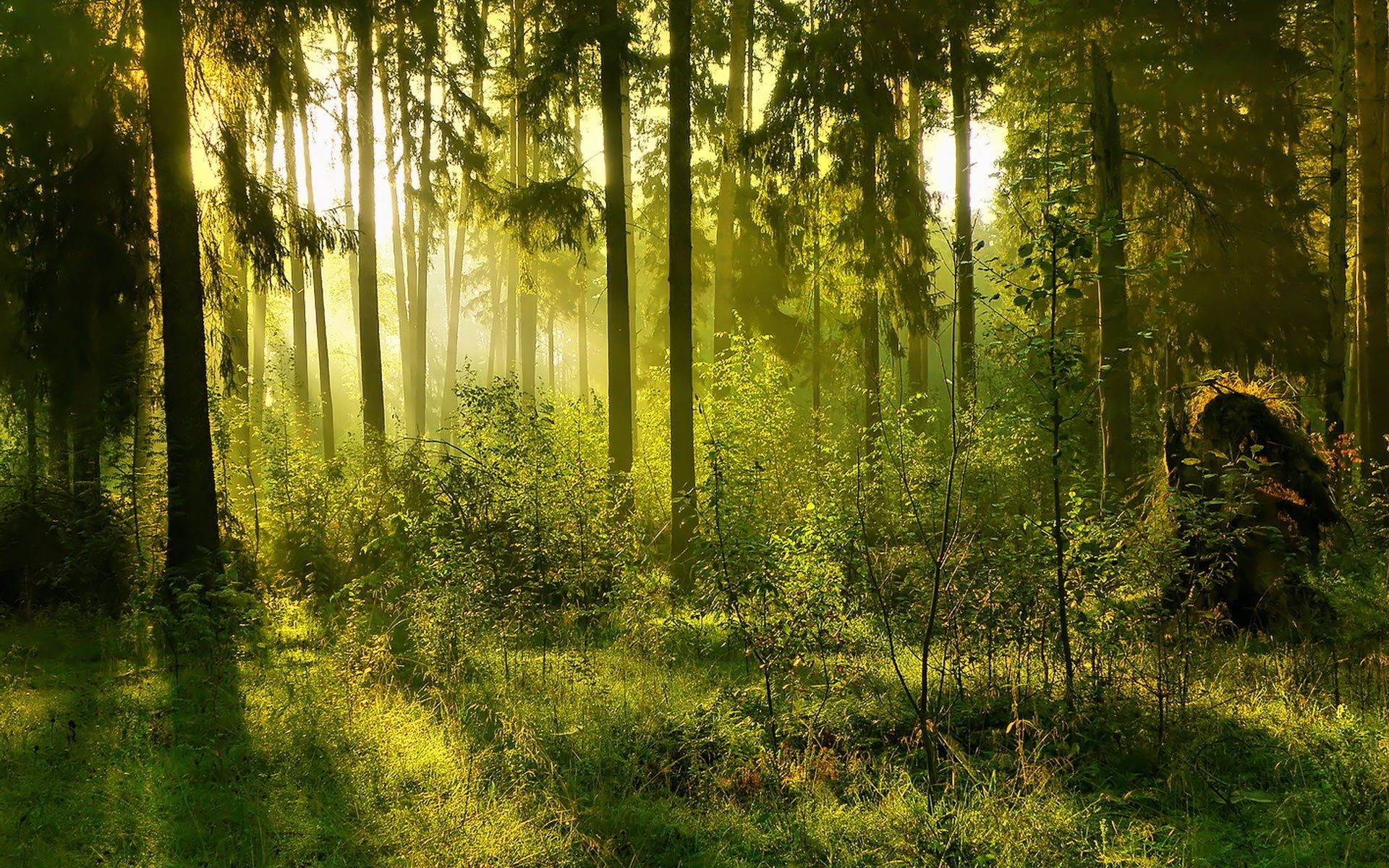 foresta luce verde radura, 1920x1200 Full HD+, Desktop