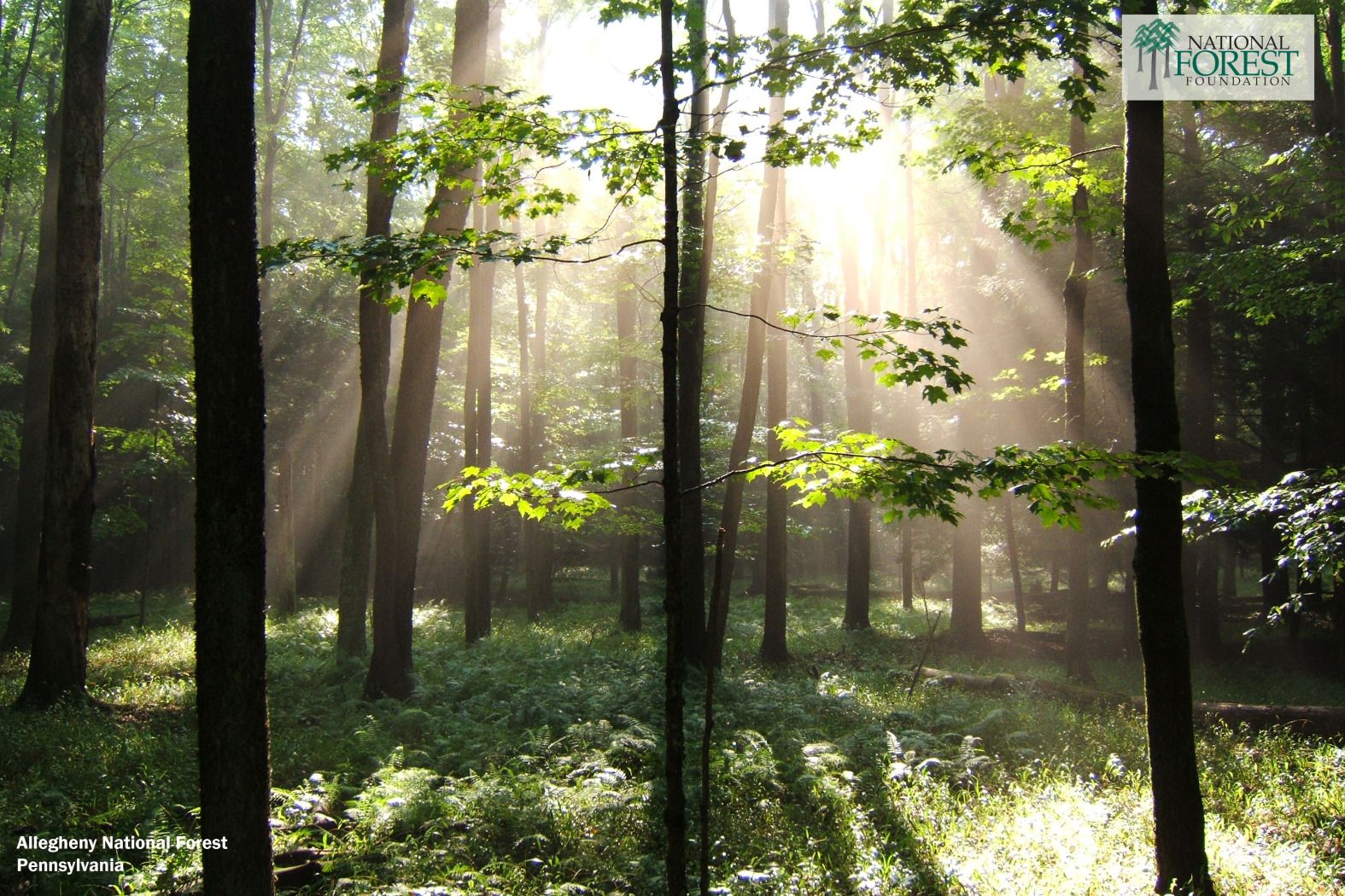 foresta soleggiata verde, 1575x1050 720p, Laptop