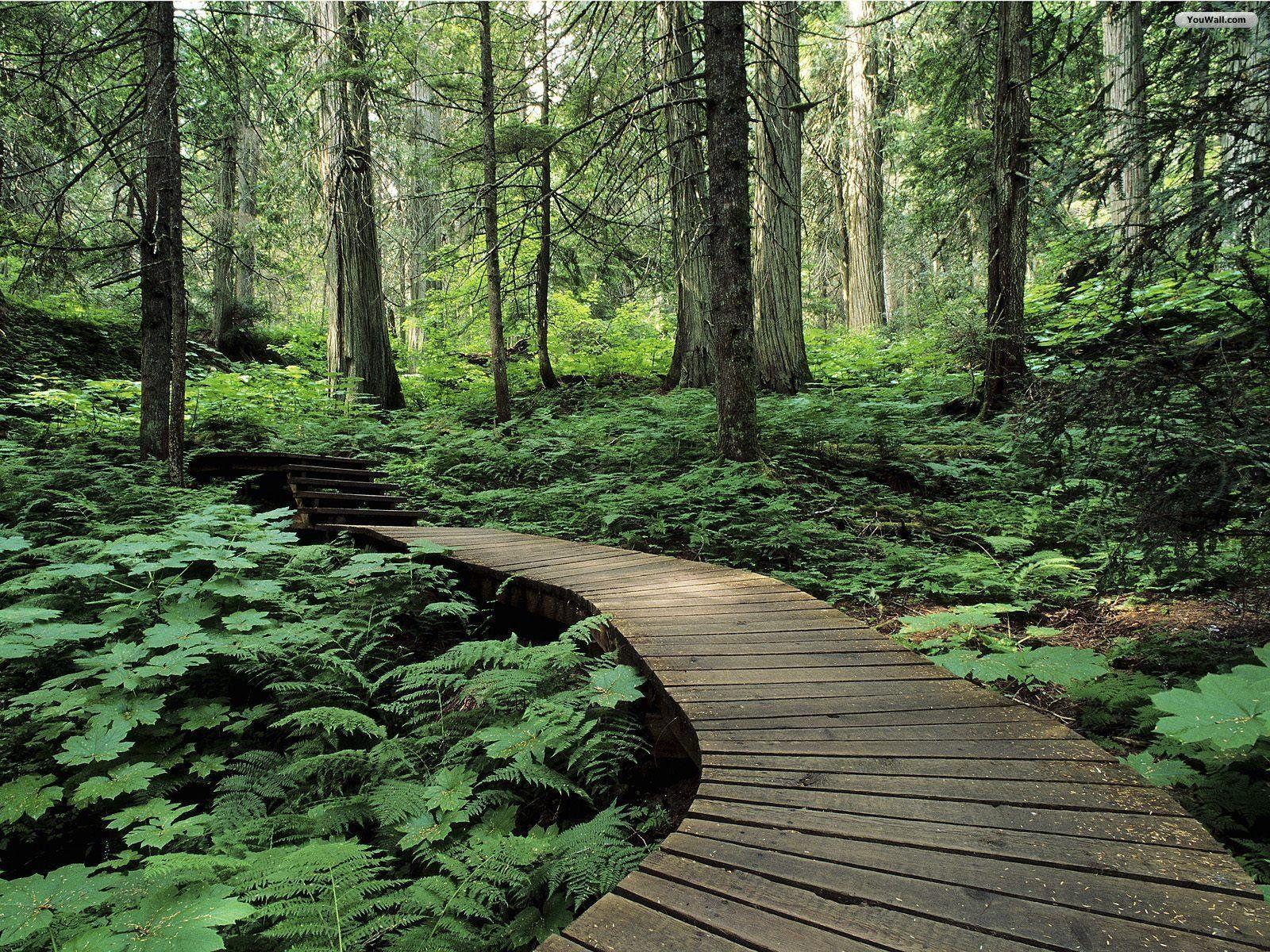 passerella legno felci foresta, 1600x1200 HD, ROG Asus Laptop