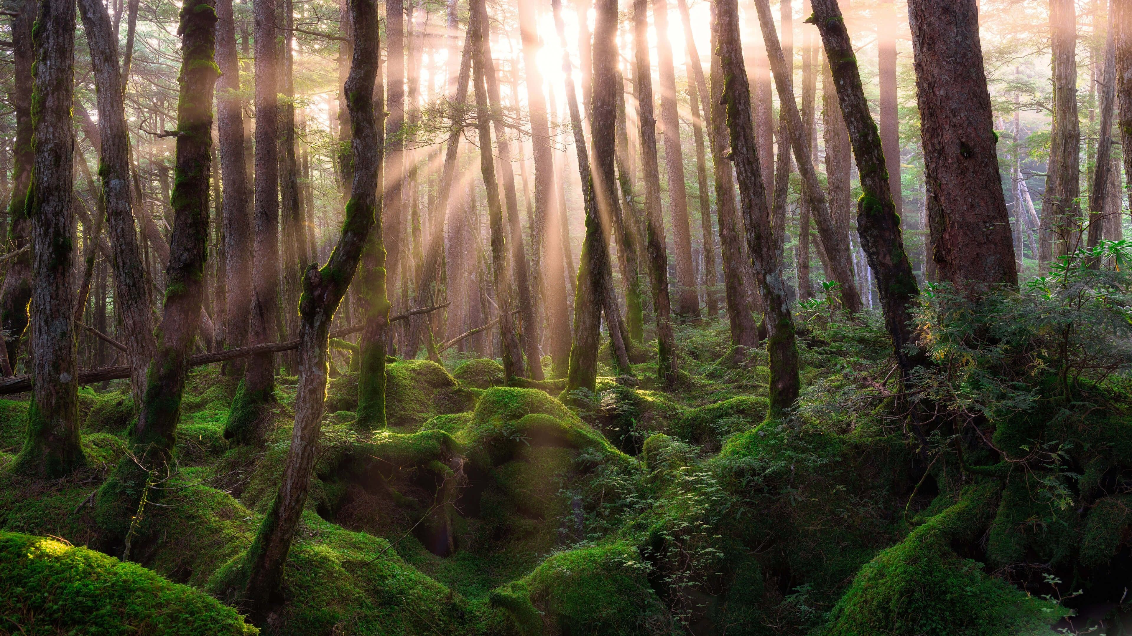 foresta muschiosa raggi luce, 3840x2160 4K Ultra HD, Monitor 4K