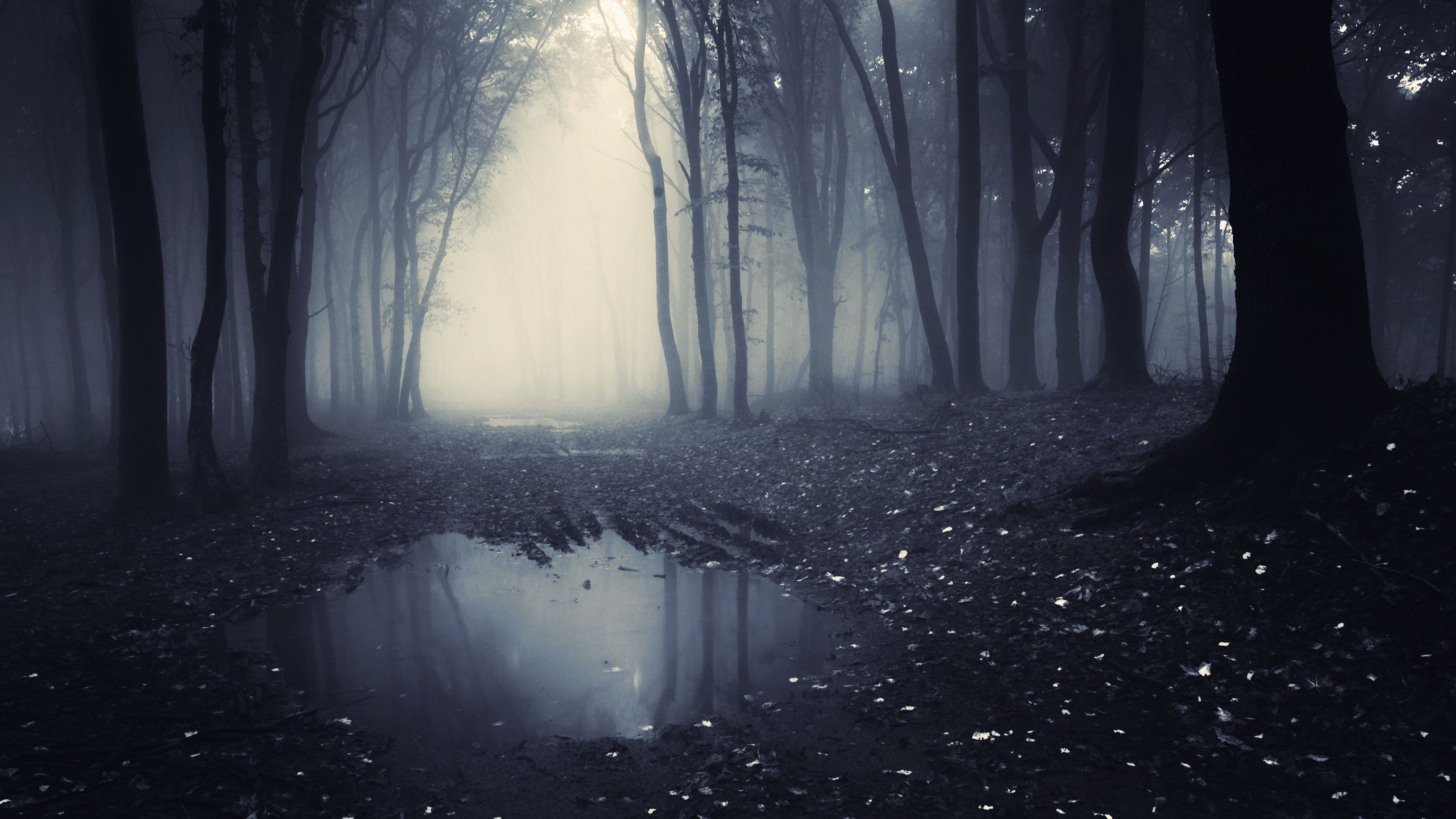 foresta oscura nebbia stagno, 3840x2160 UHD, PC 4K