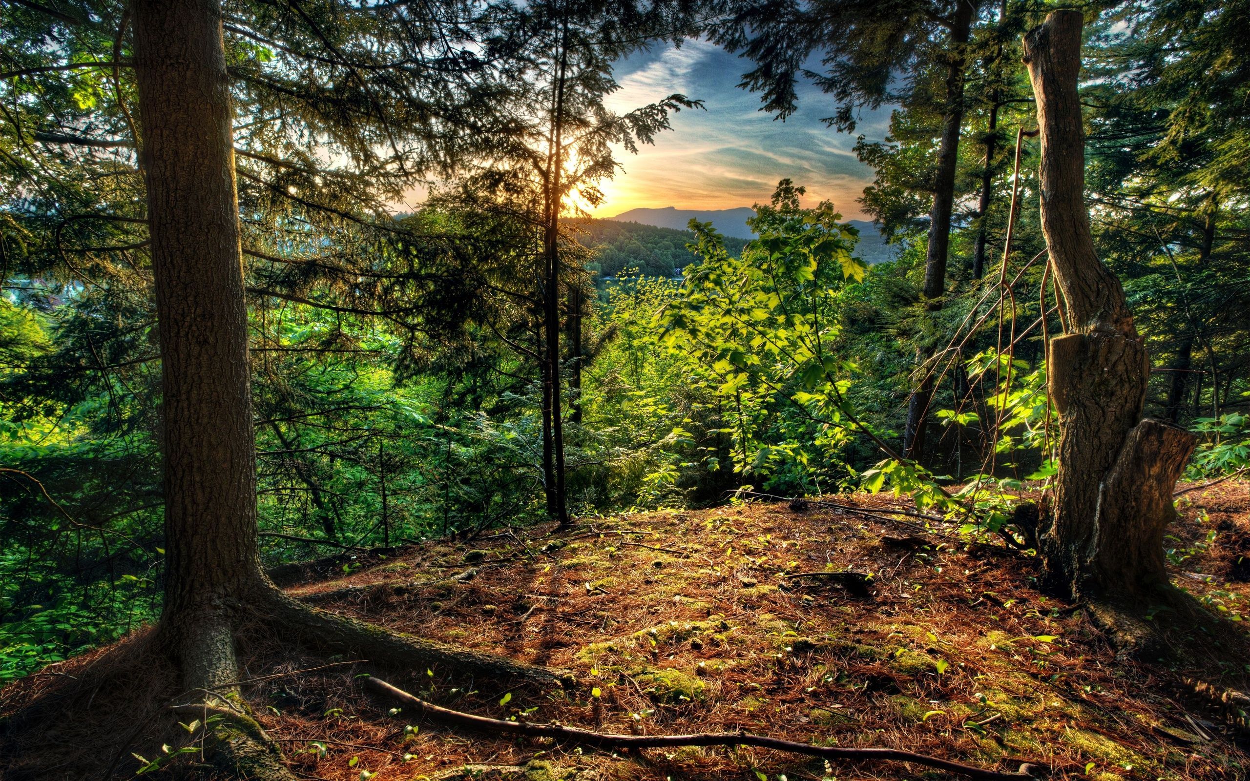 foresta collina tramonto, 2560x1600 2K, Desktop