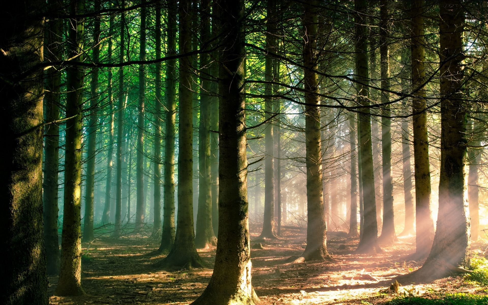 pineta raggi di sole, 1920x1200 Full HD+, Laptop