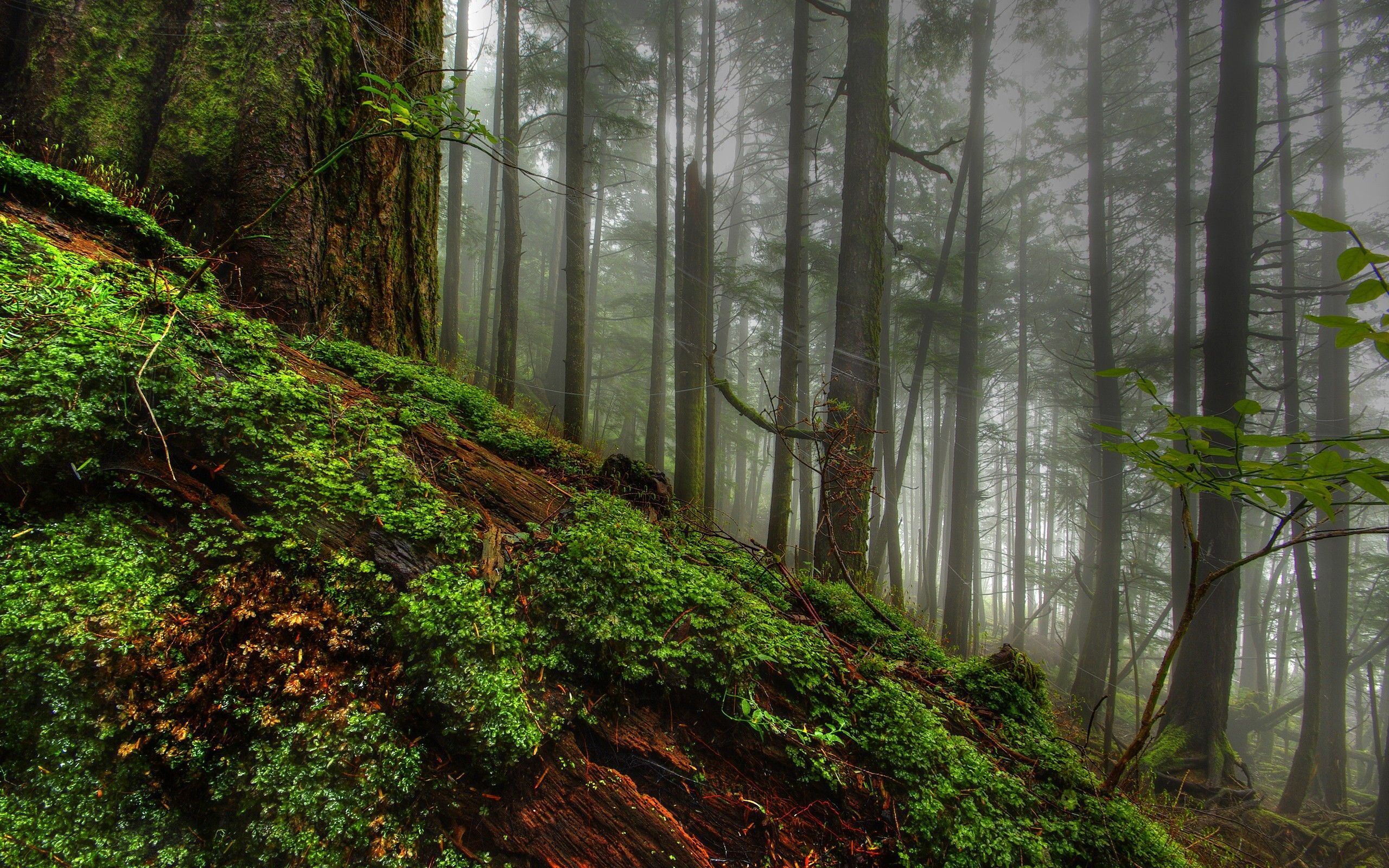 pendio muschioso foresta nebbia, 2560x1600 2K+, Desktop