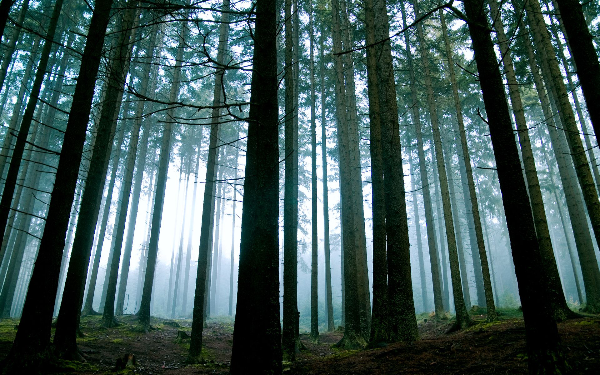 conifere nebbia controluce, 1920x1200 Full HD+, Laptop