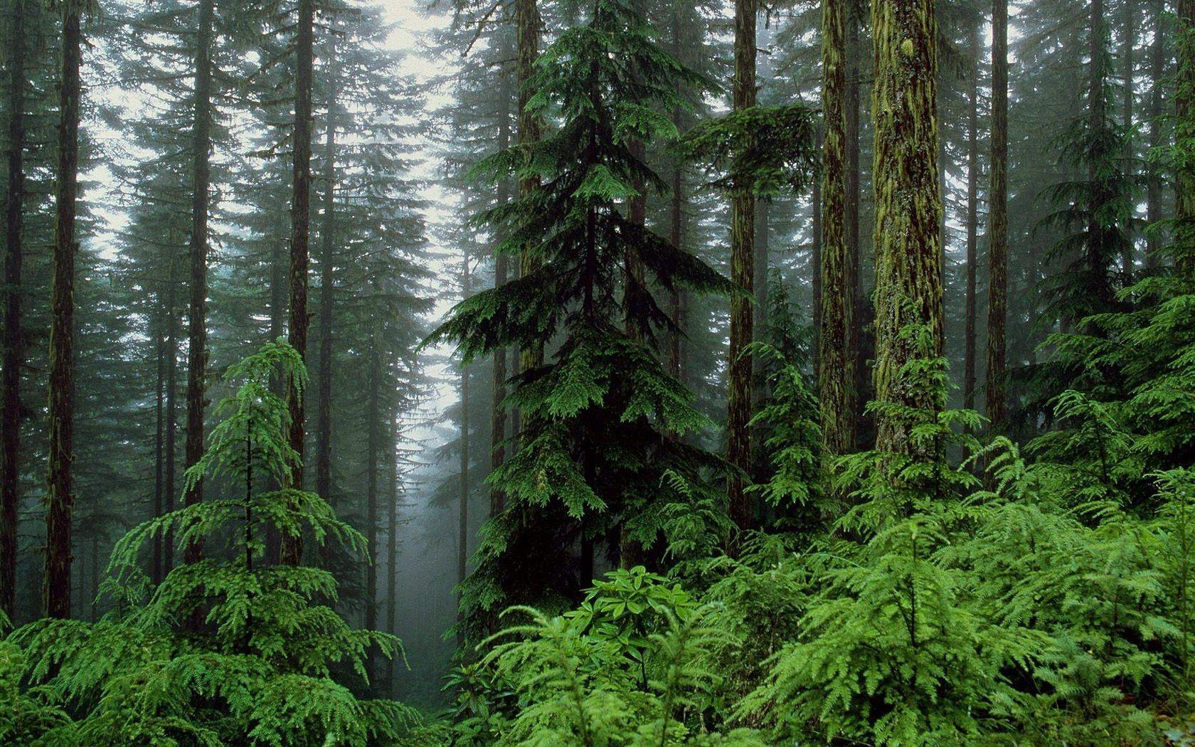 conifere nebbia verde, 1680x1050 900p, Desktop