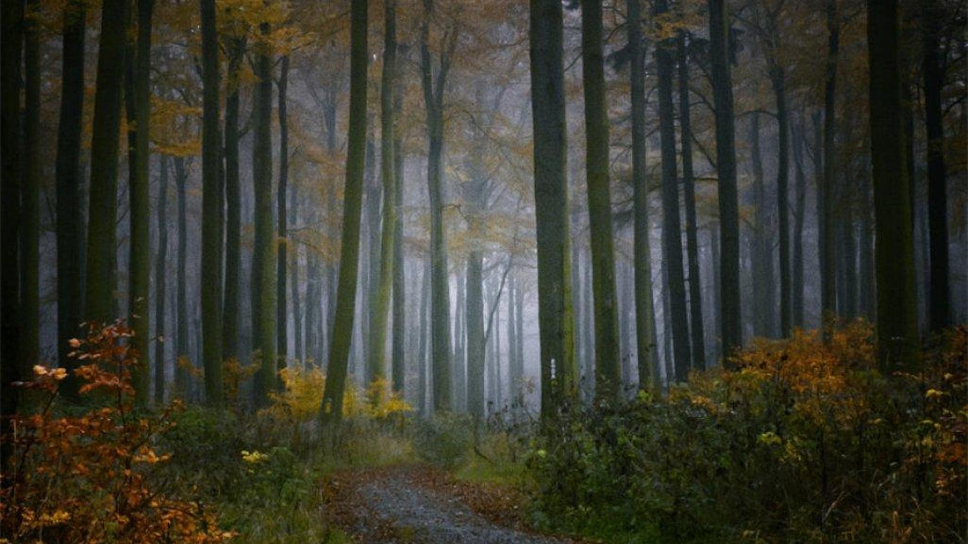bosco autunnale nebbia sentiero, 1920x1080 1080p, Desktop