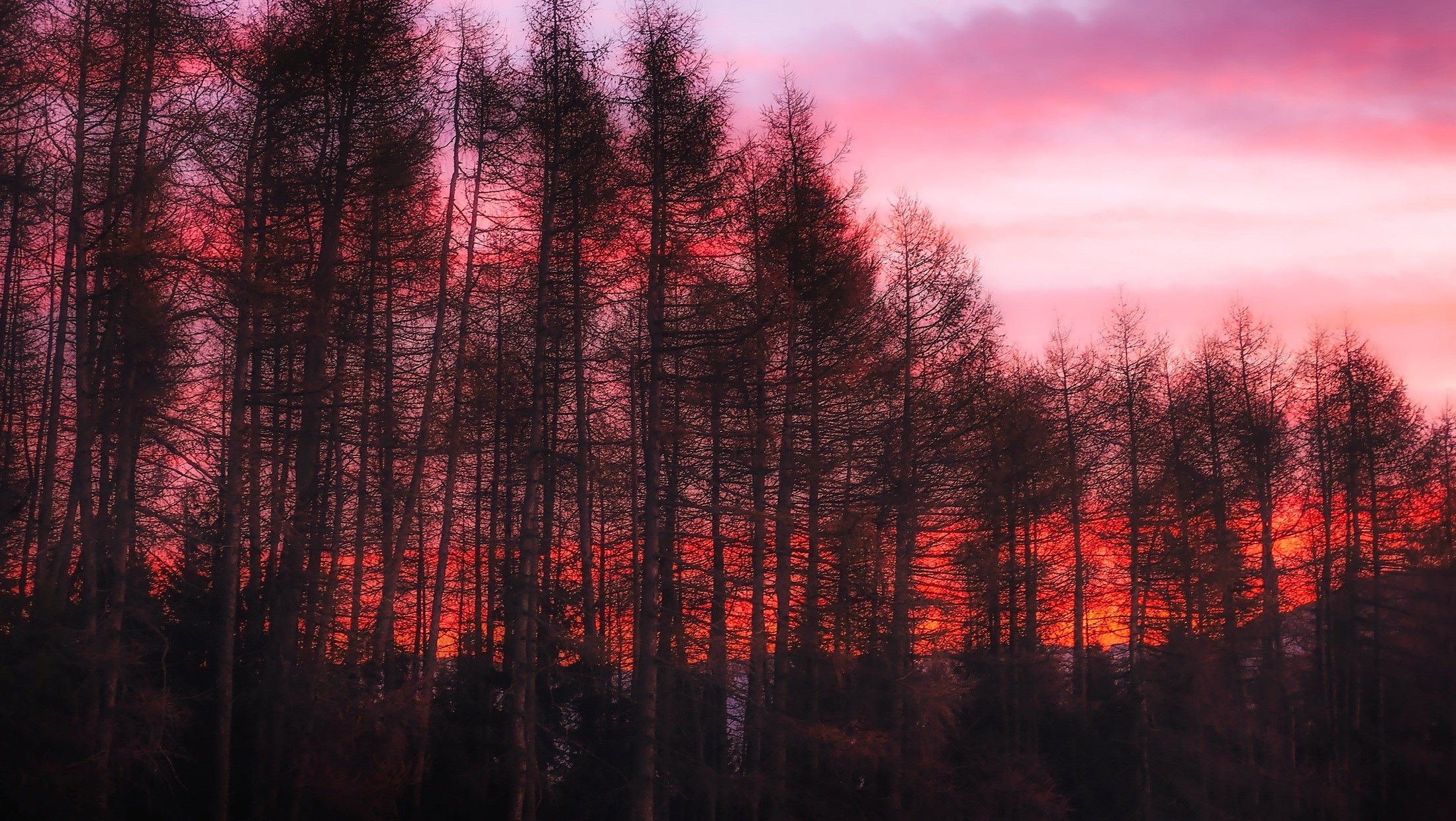 alberi silhouette tramonto rosso, 2199x1240 alta risoluzione, PC