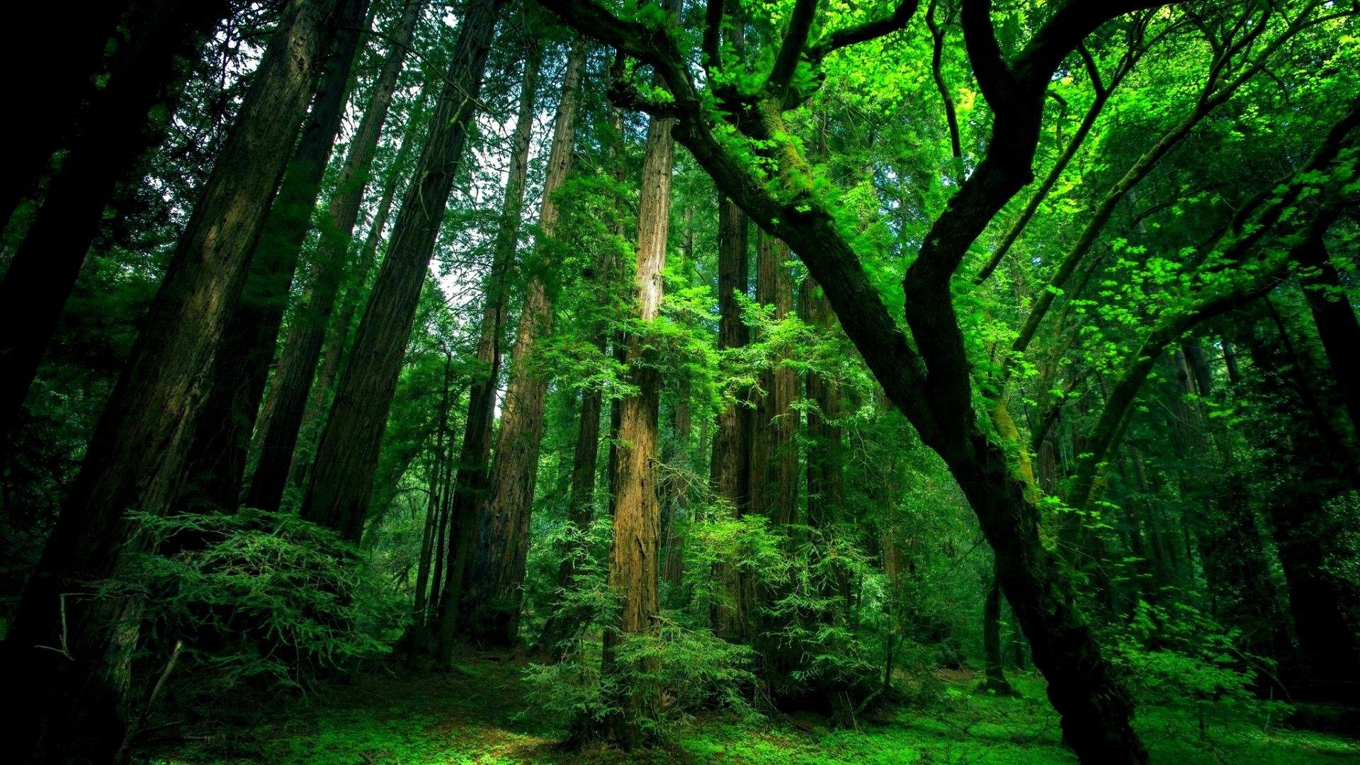 sequoie foresta verde intensa, 1920x1080 Full HD, PC Desktop