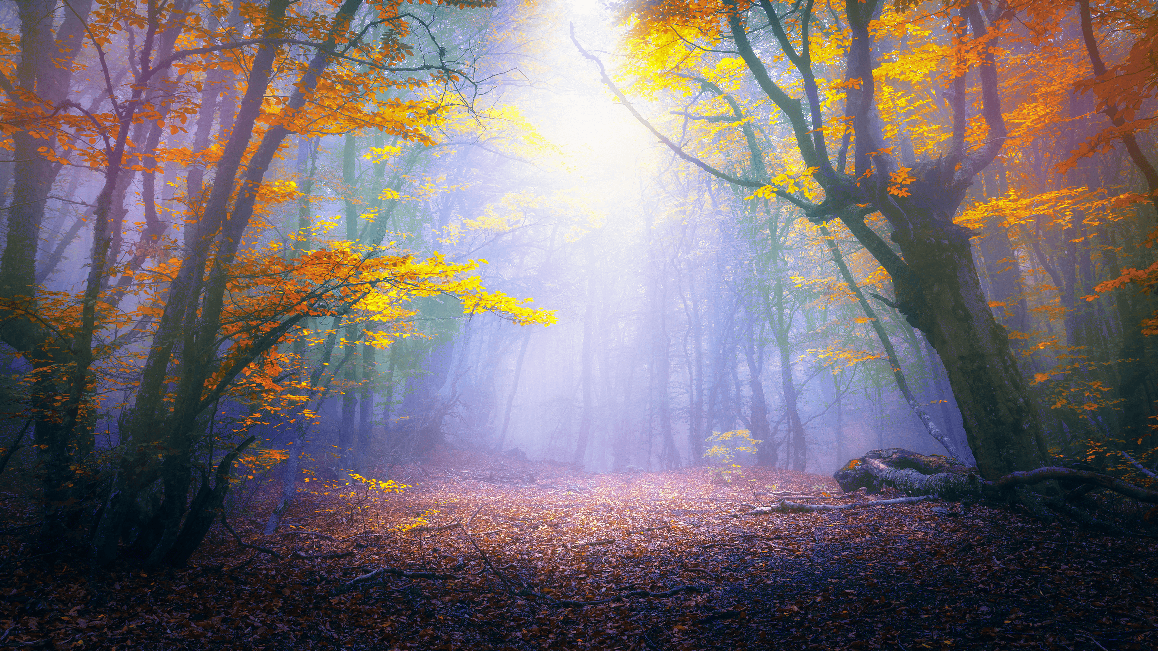 bosco autunnale nebbia dorata, 3840x2160 Ultra HD, 4K TV