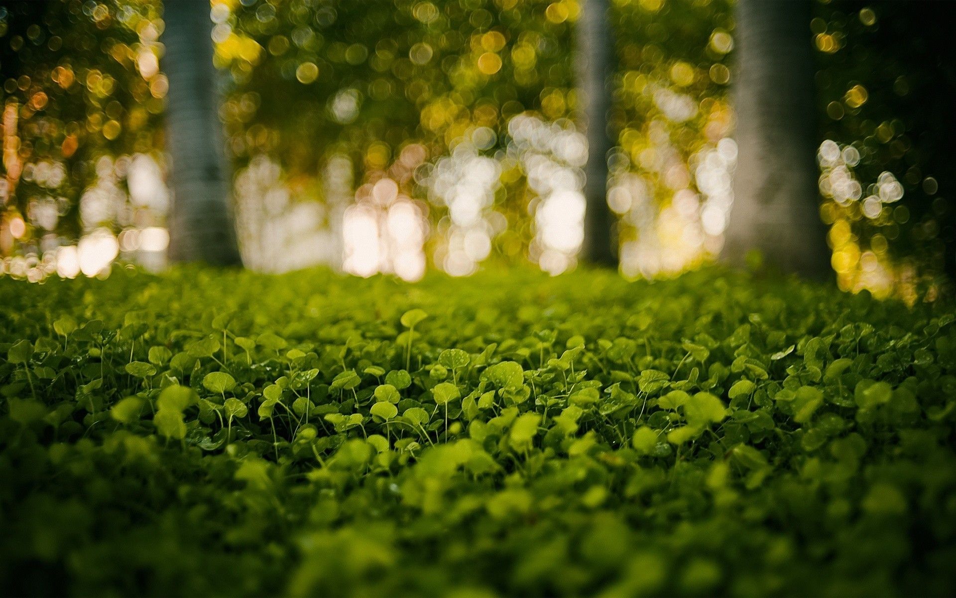 prato verde bokeh alberi, 1920x1200 Full HD+, Desktop