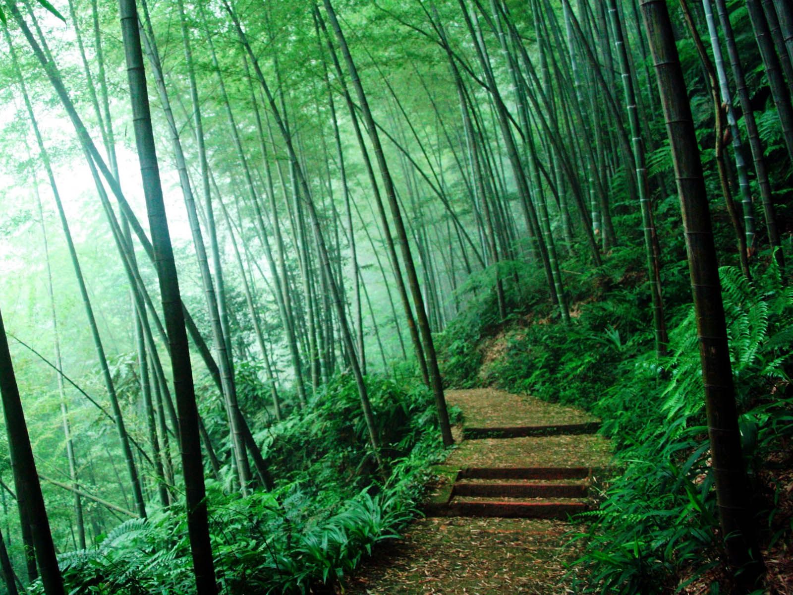 foresta bambu sentiero gradini, 1600x1200 HD Ready, Desktop