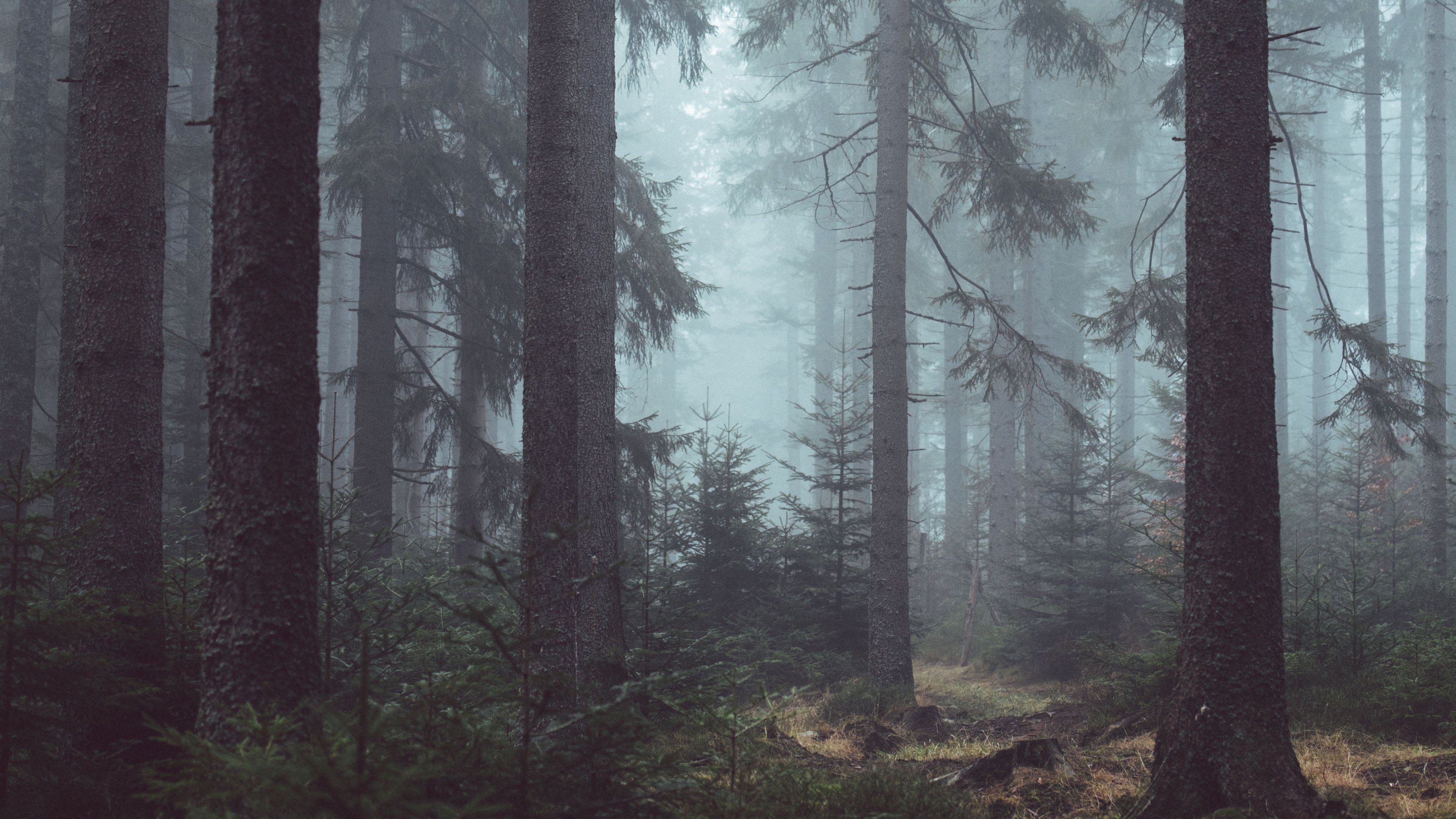 foresta nebbiosa cupa, 3840x2160 UHD, PC 4K