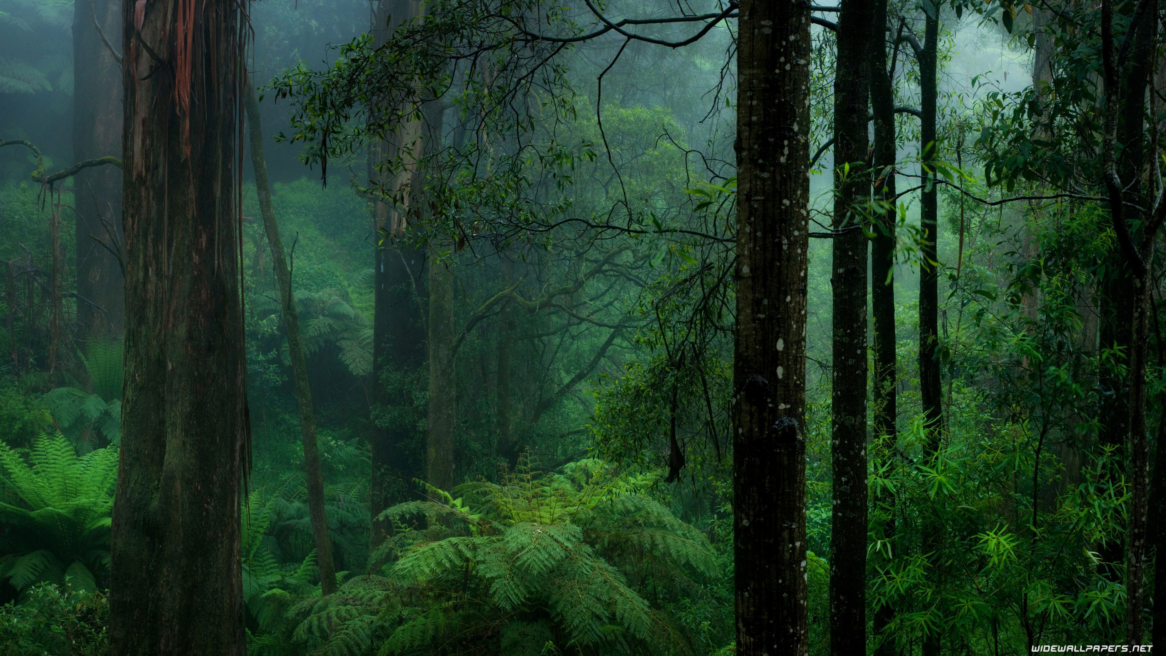 foresta pluviale nebbia felci, 3840x2160 4K Ultra HD, Monitor 4K
