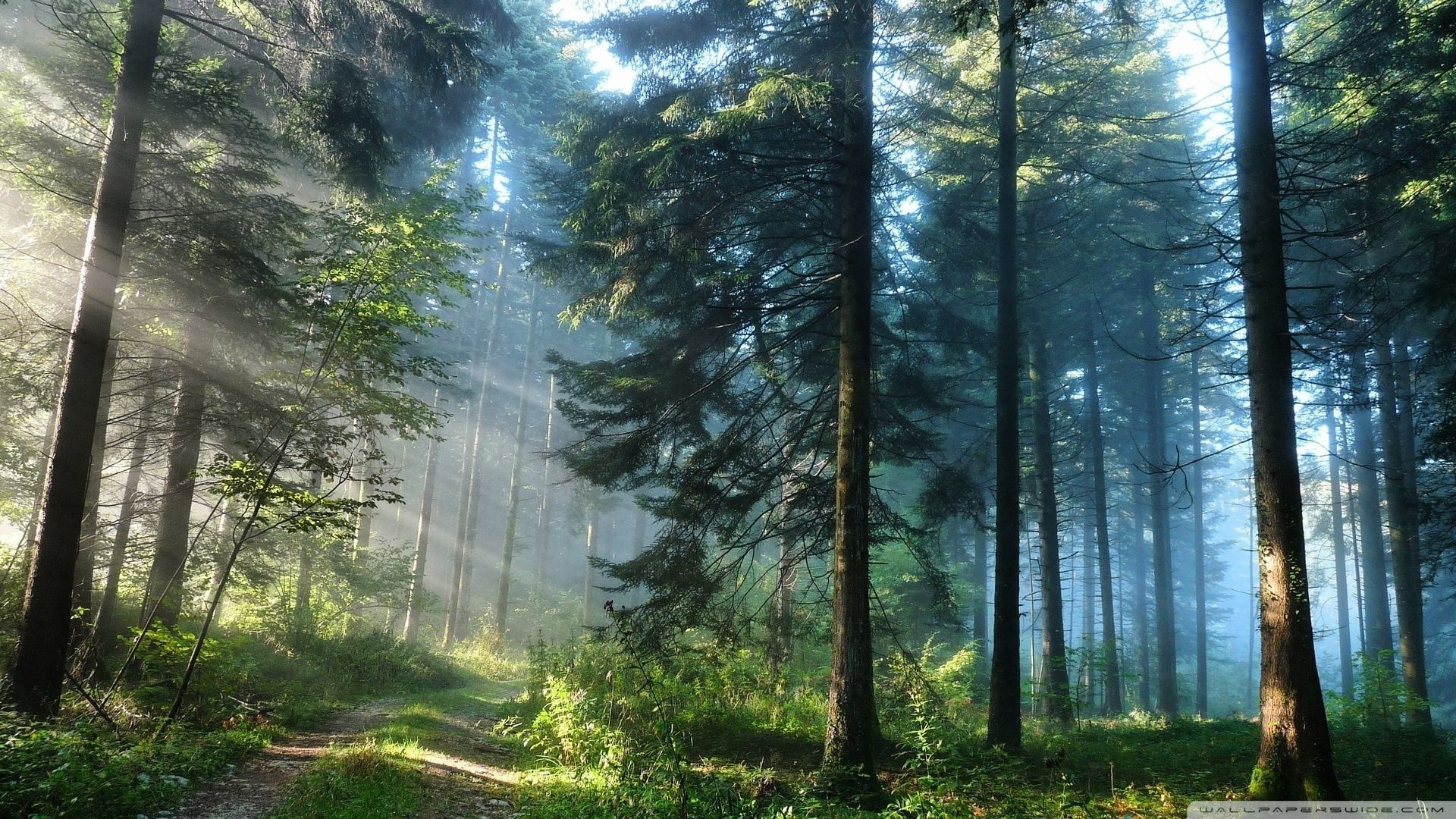 foresta raggi sole verde, 1920x1080 Full HD 1080p, PC Desktop