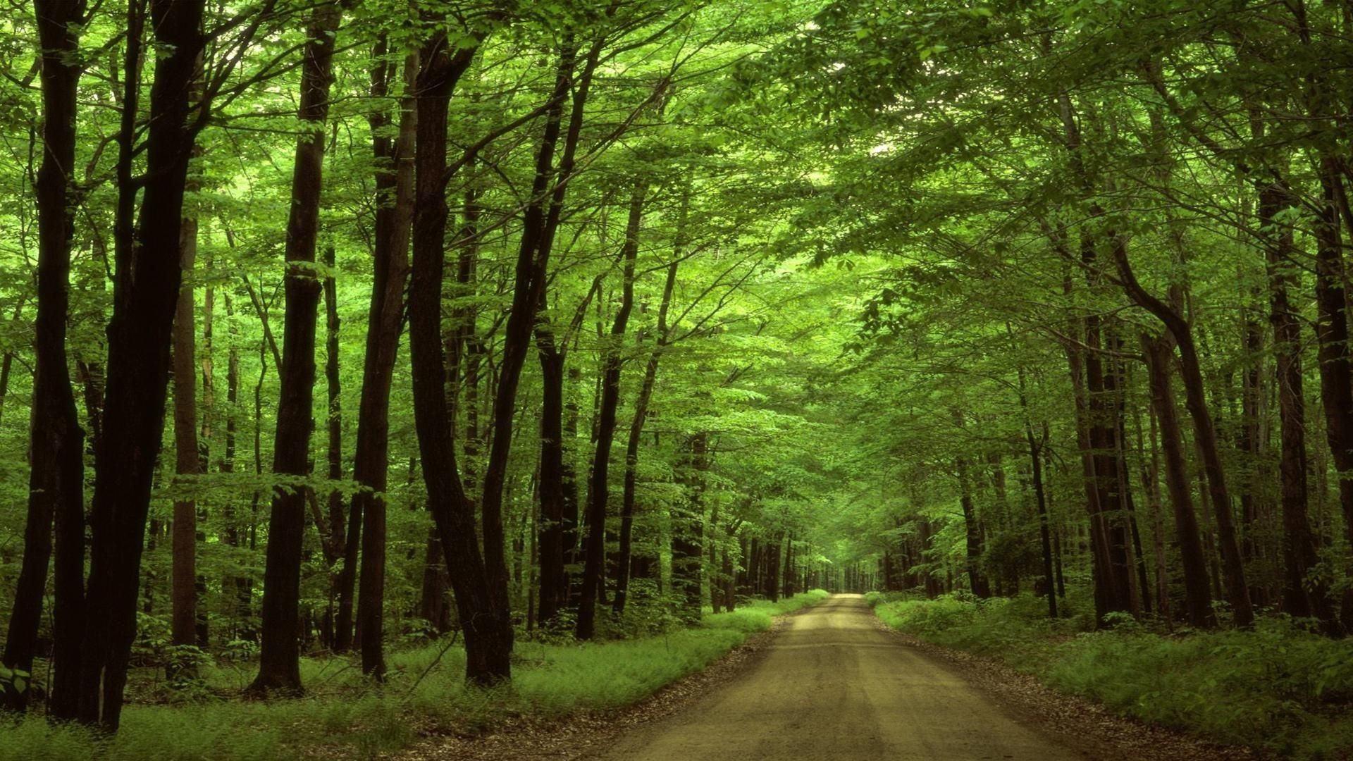strada bosco verde tunnel alberi, 1920x1080 1080p, PC