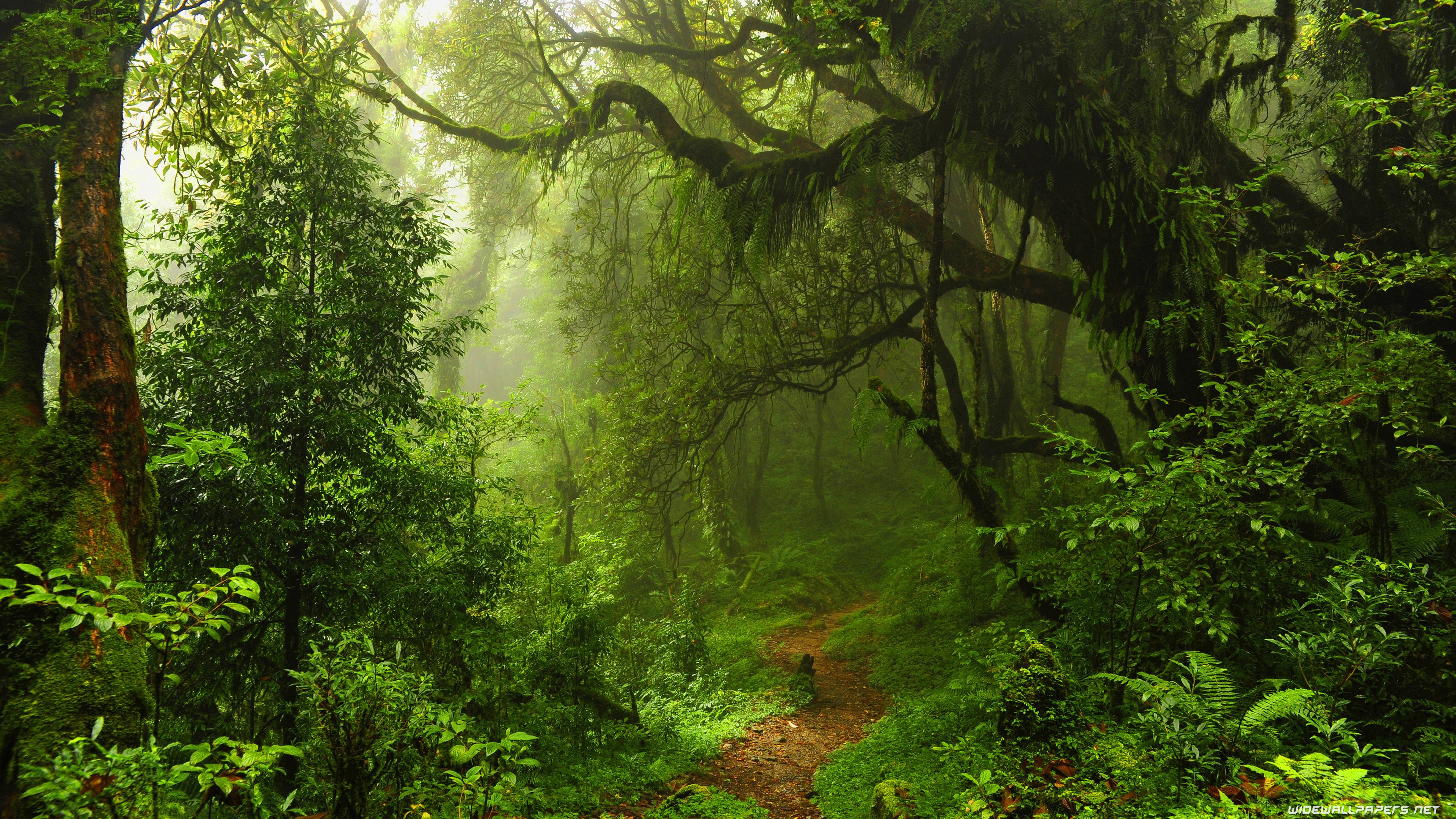 foresta pluviale nebbia sentiero, 3840x2160 4K, Monitor 4K