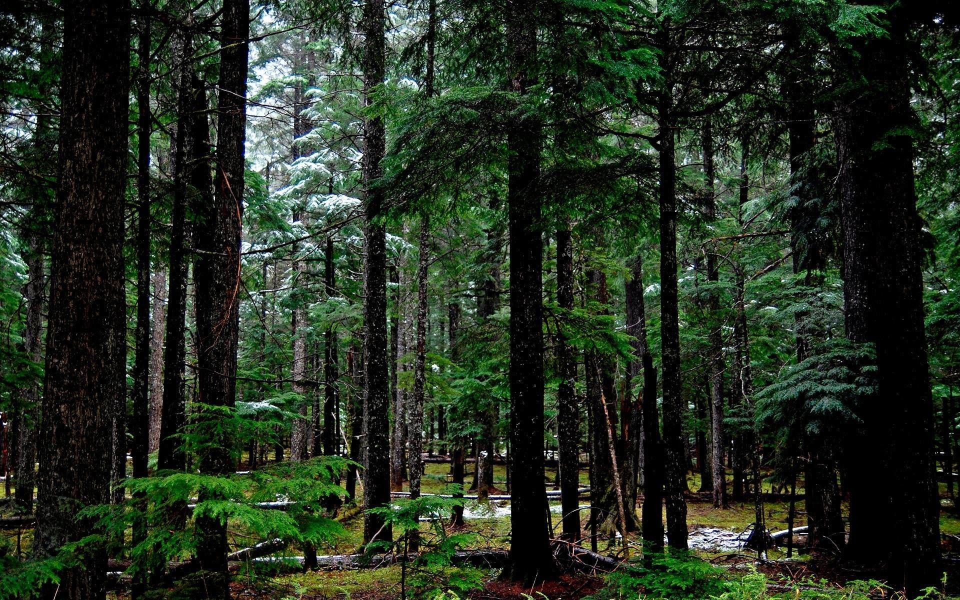 foresta scura conifere, 1920x1200 Full HD+, Desktop