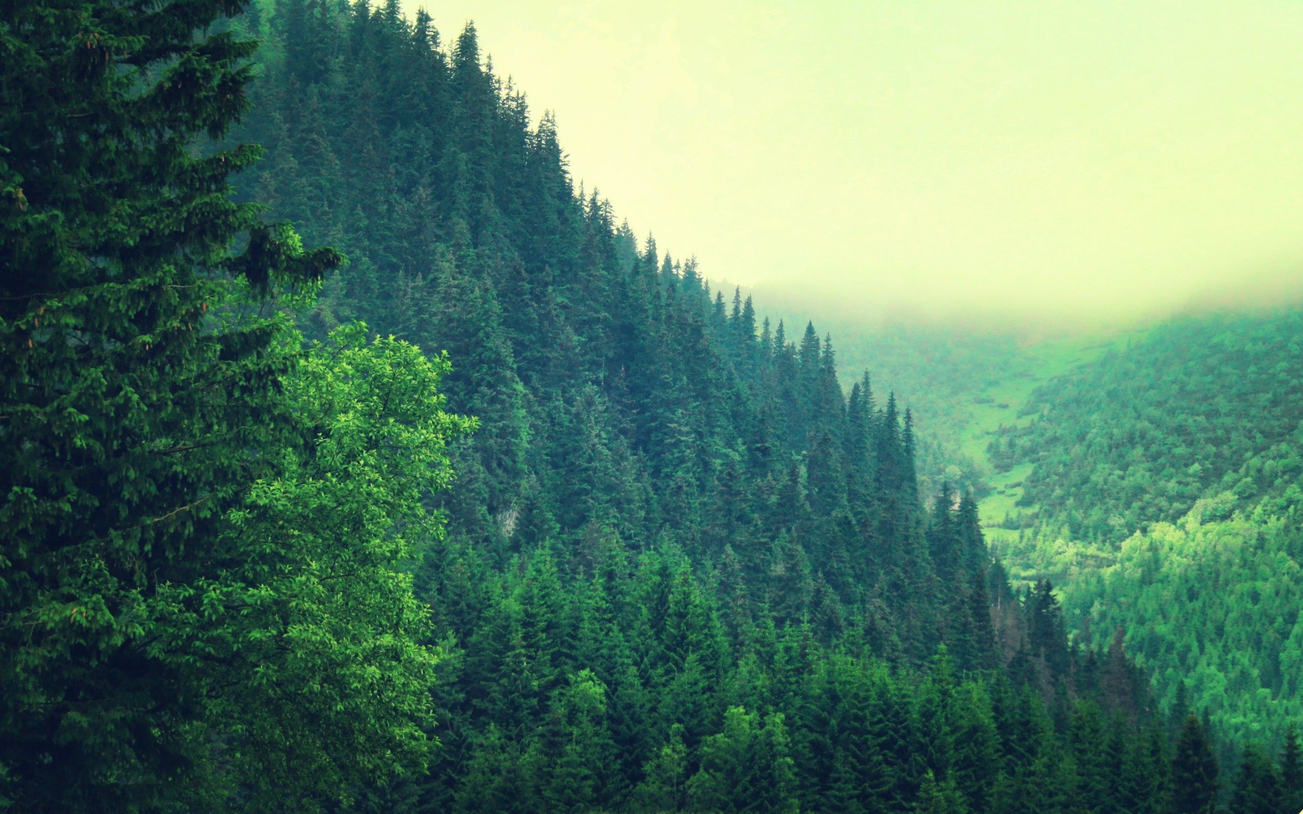 colline boscose verdi, 2560x1600 2K+, PC