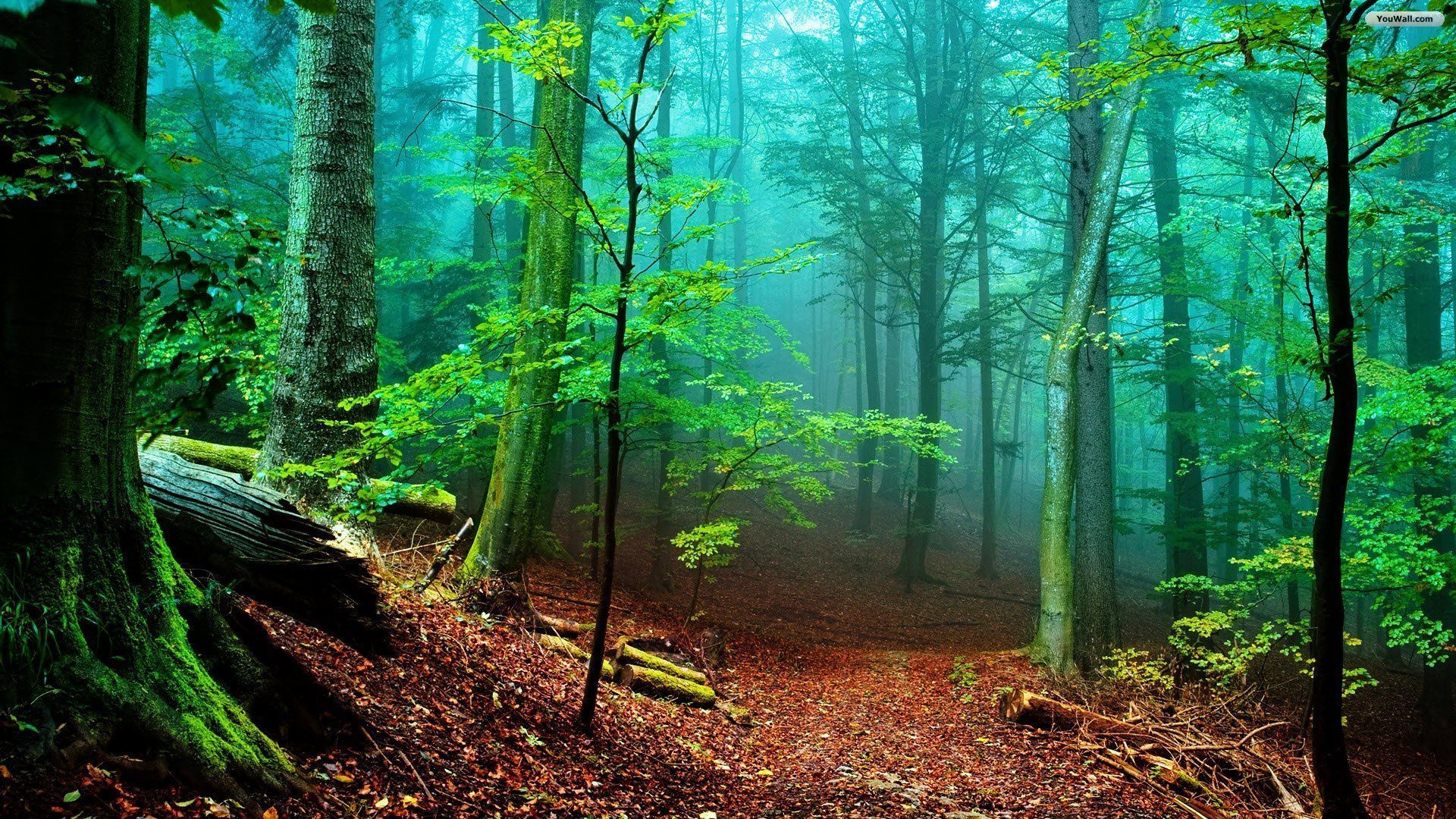 foresta nebbiosa sentiero, 1920x1080 Full HD 1080p, Desktop
