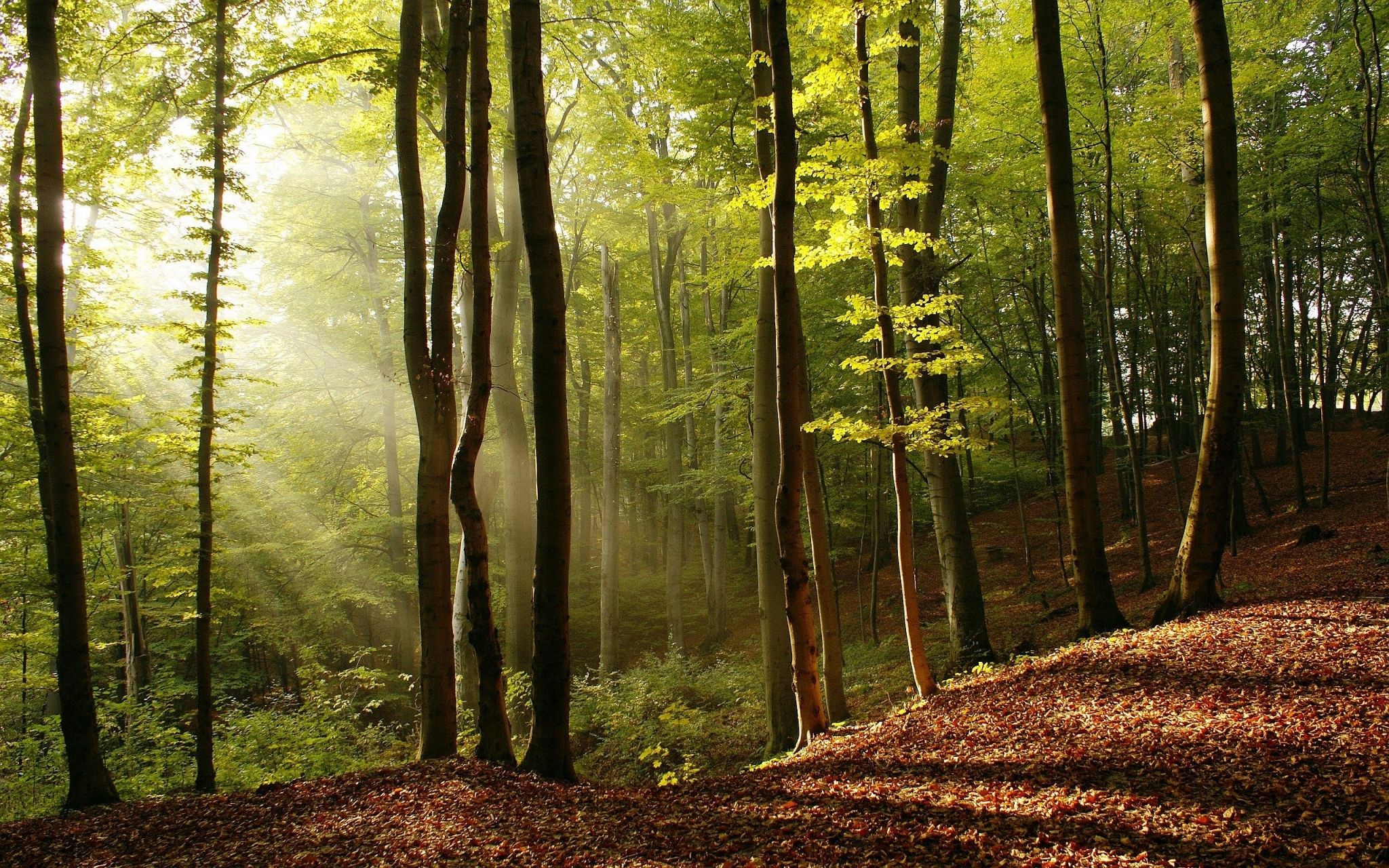 raggi sole bosco autunnale, 2048x1280 2K, iMac