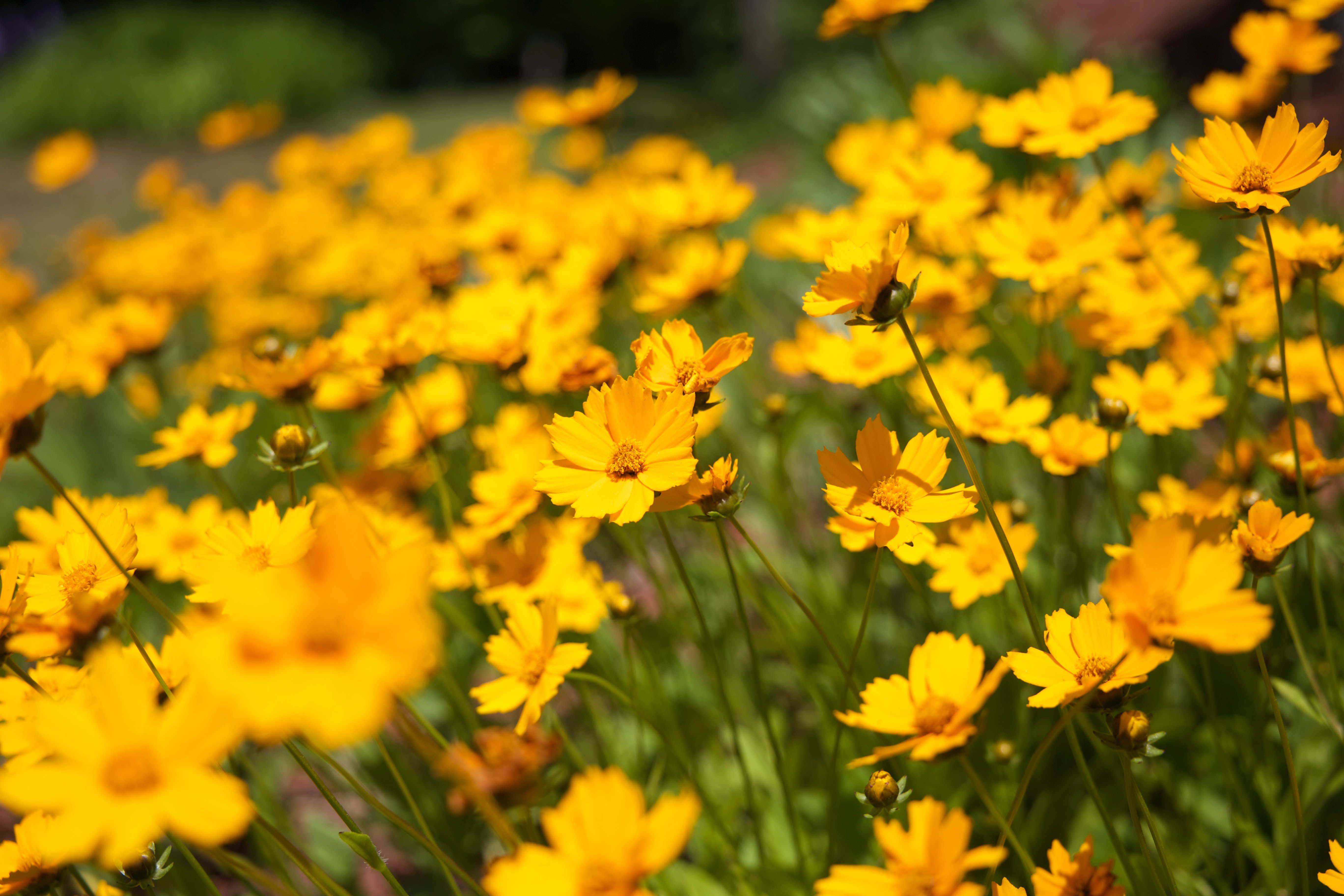 Fiori gialli di margherita, 5472x3648 4K Ultra HD, Monitor 4K