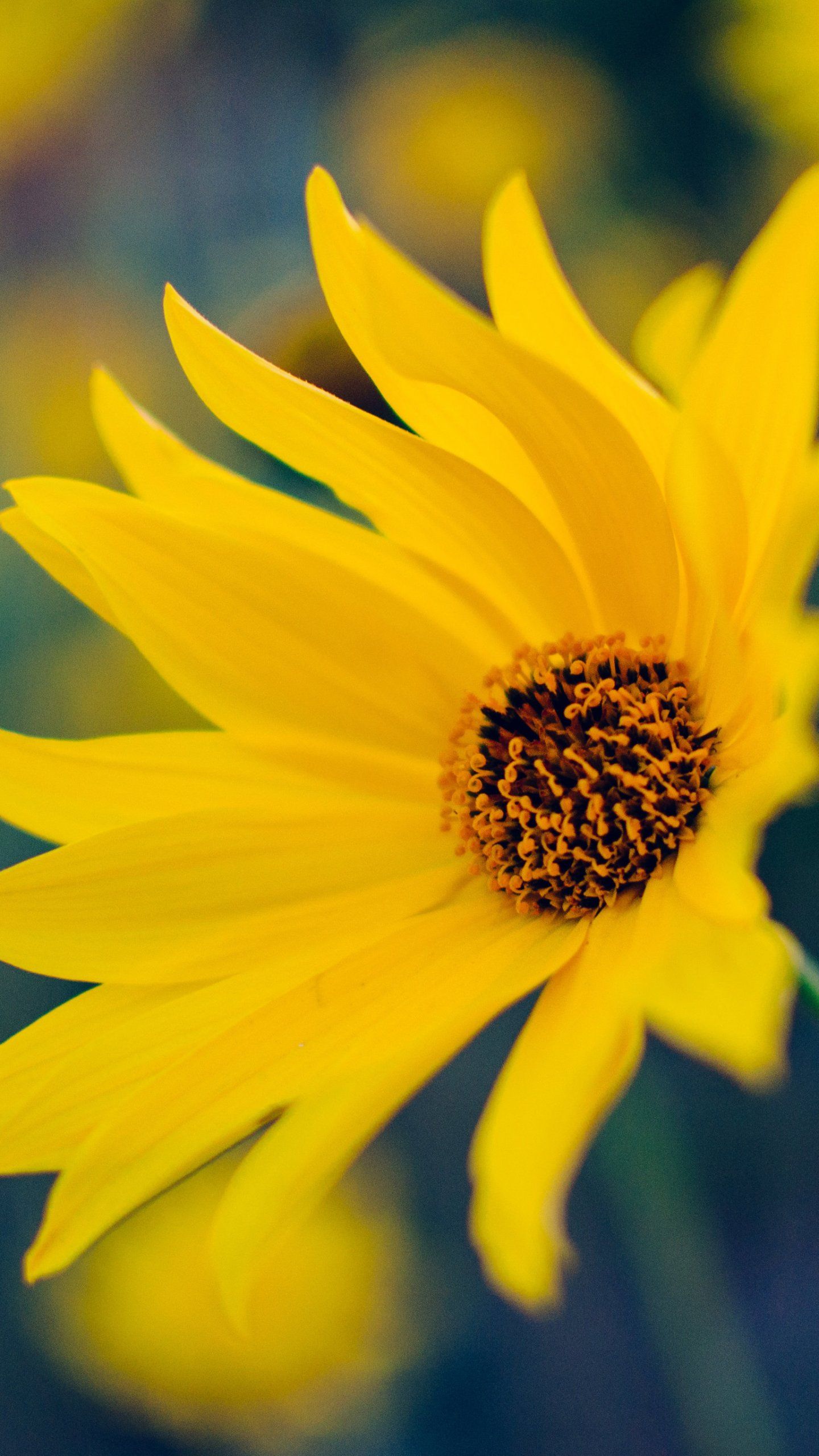 Fiore giallo macro, 1440x2560 Verticale, Samsung Galaxy
