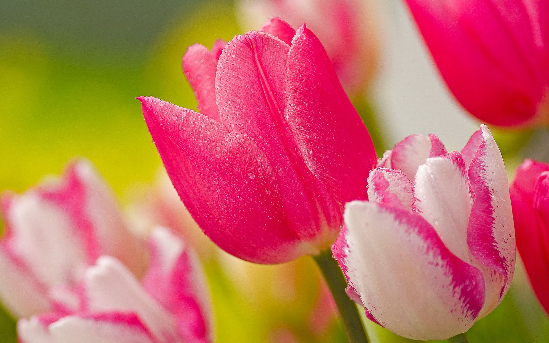 Tulipani rosa e bianchi, 1920x1200 Full HD+ WUXGA, PC